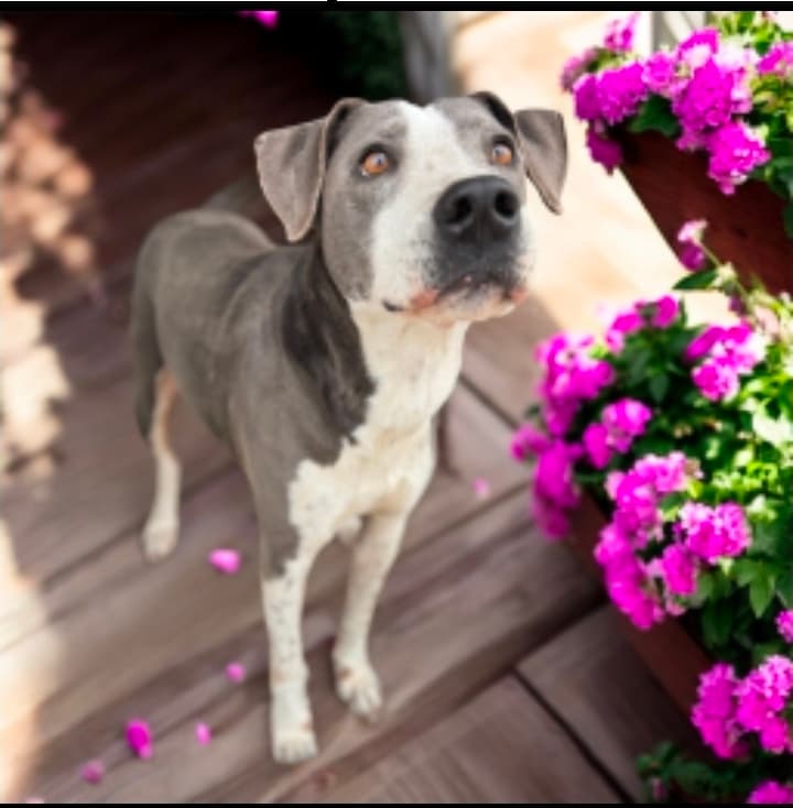 Blue Lagoon - Mixed Breed available for adoption in Calgary