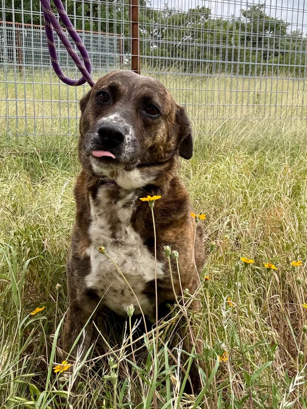 Parma - Mixed Breed available for adoption at Redemption Paws in Toronto