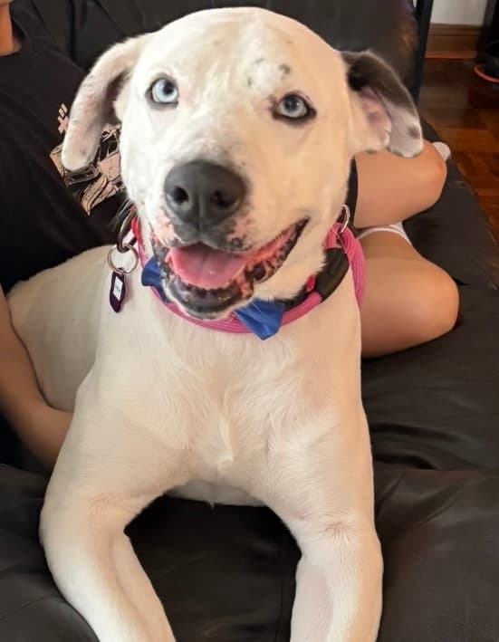 Bottas - Mixed Breed available for adoption at Redemption Paws in Toronto (1 of 3)