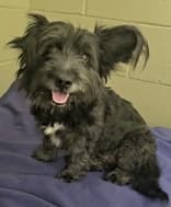 Como - Mixed Breed available for adoption at Redemption Paws in Toronto