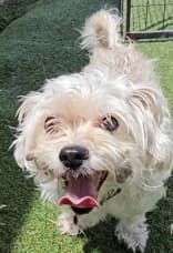 Forli - Mixed Breed available for adoption in Calgary
