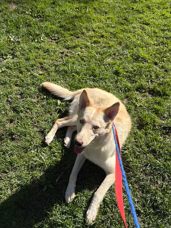 Hastings - Mixed Breed available for adoption in Calgary