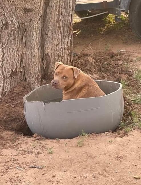 Gianni - Mixed Breed available for adoption in Calgary