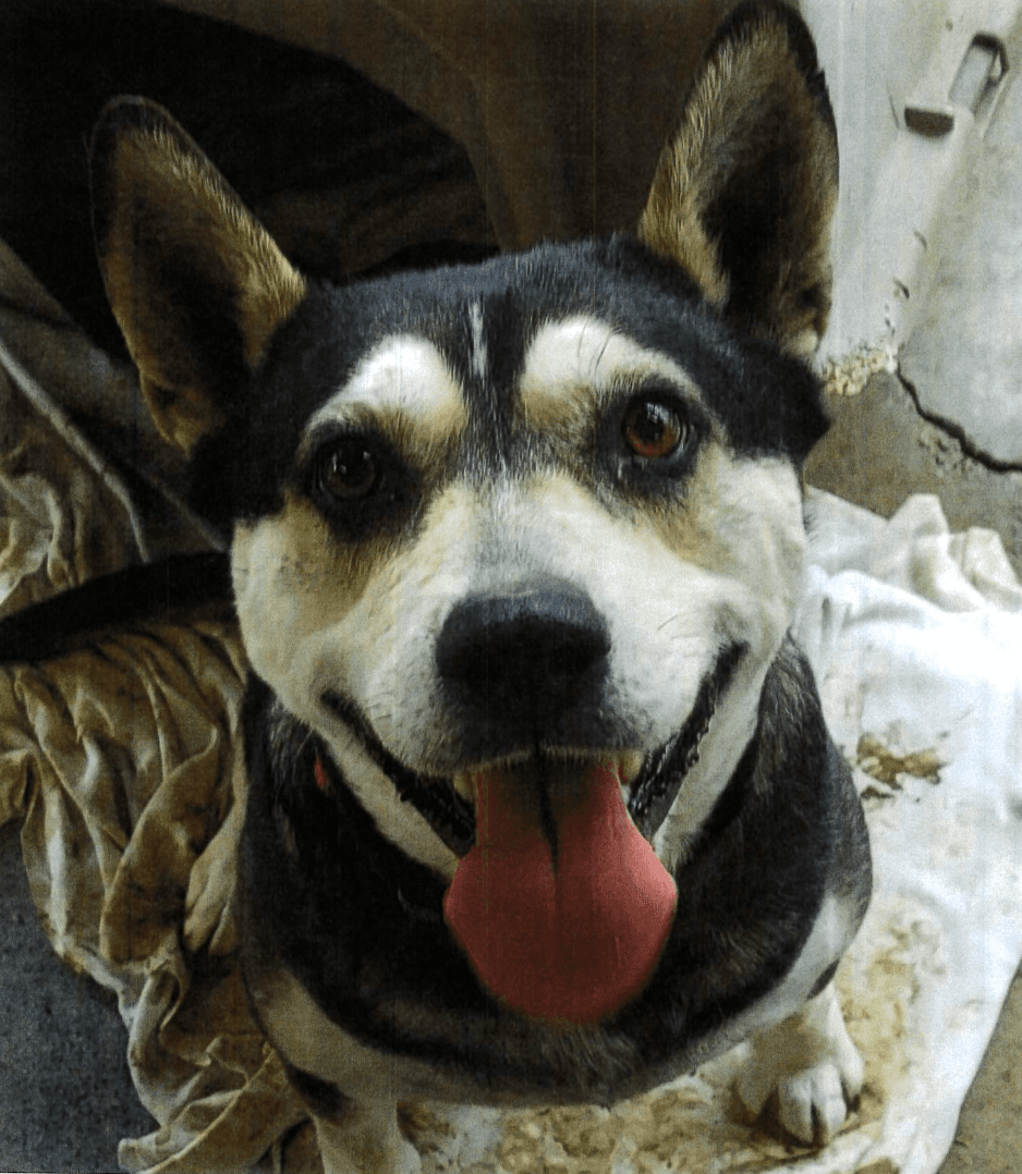 Brunny - Mixed Breed available for adoption at Redemption Paws in Toronto