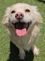Milan - Mixed Breed available for adoption at Redemption Paws in Toronto