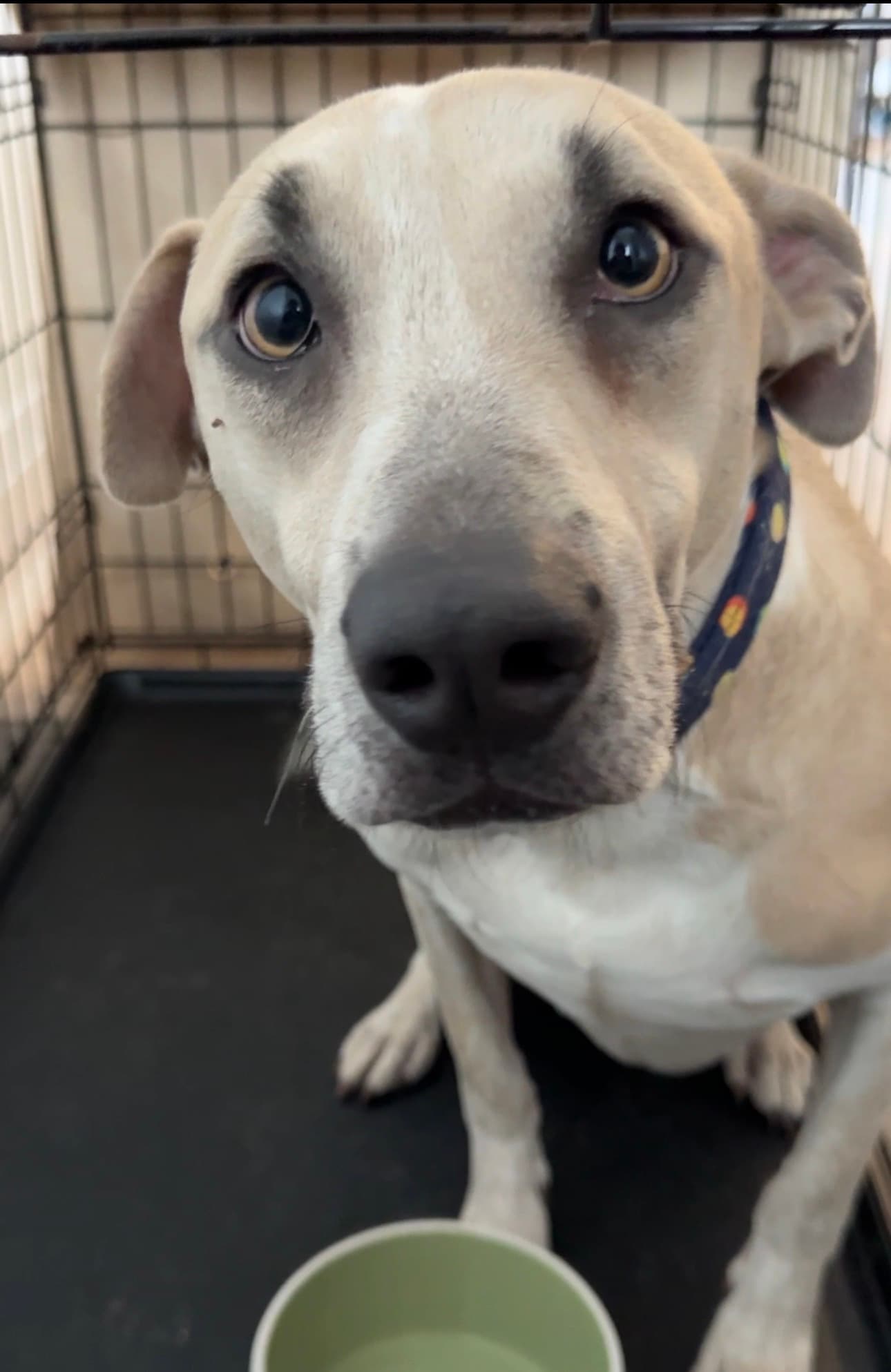 Mondrich - Mixed Breed available for adoption at Redemption Paws in Toronto (1 of 3)