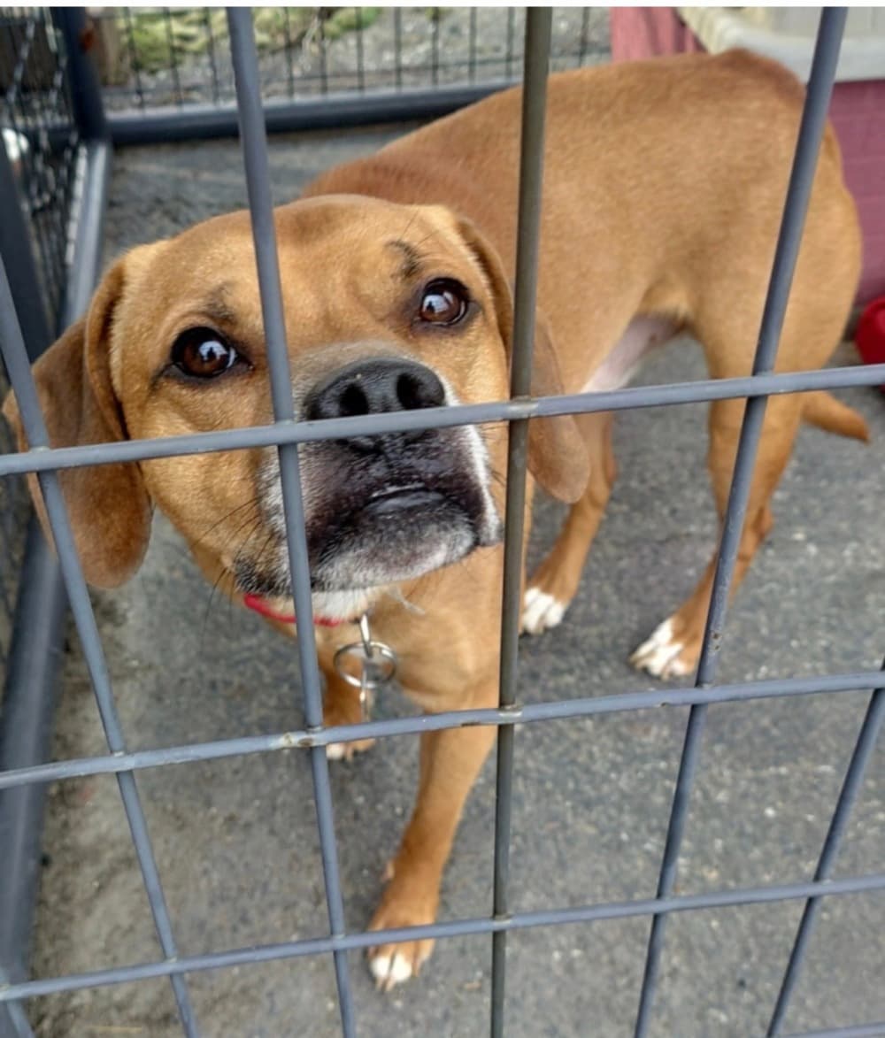 Cameron House - Mixed Breed available for adoption at Redemption Paws in Toronto