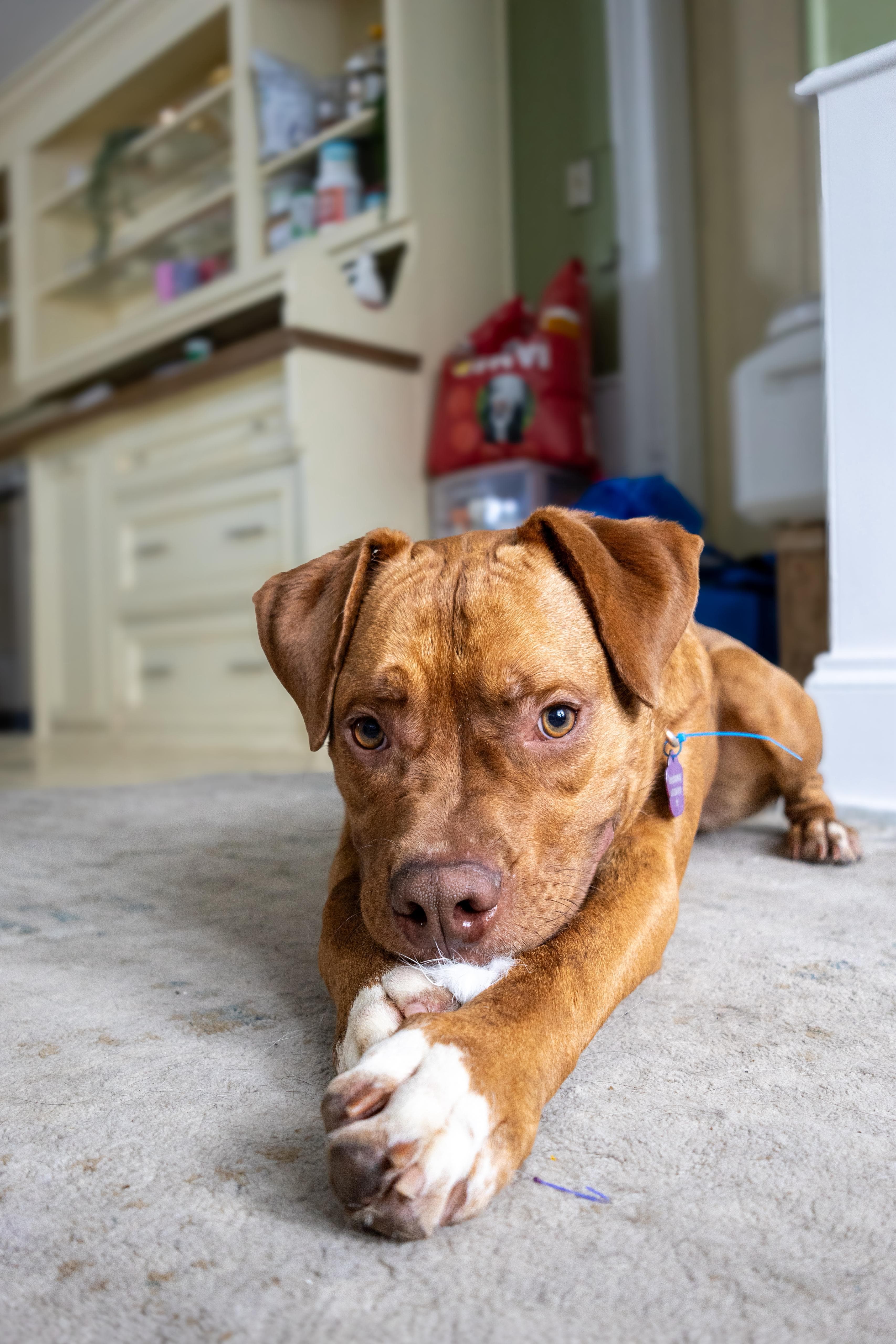 Regazzoni - Mixed Breed available for adoption at Redemption Paws in Toronto (1 of 3)
