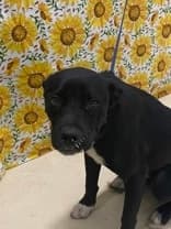 Prato - Mixed Breed available for adoption at Redemption Paws in Toronto