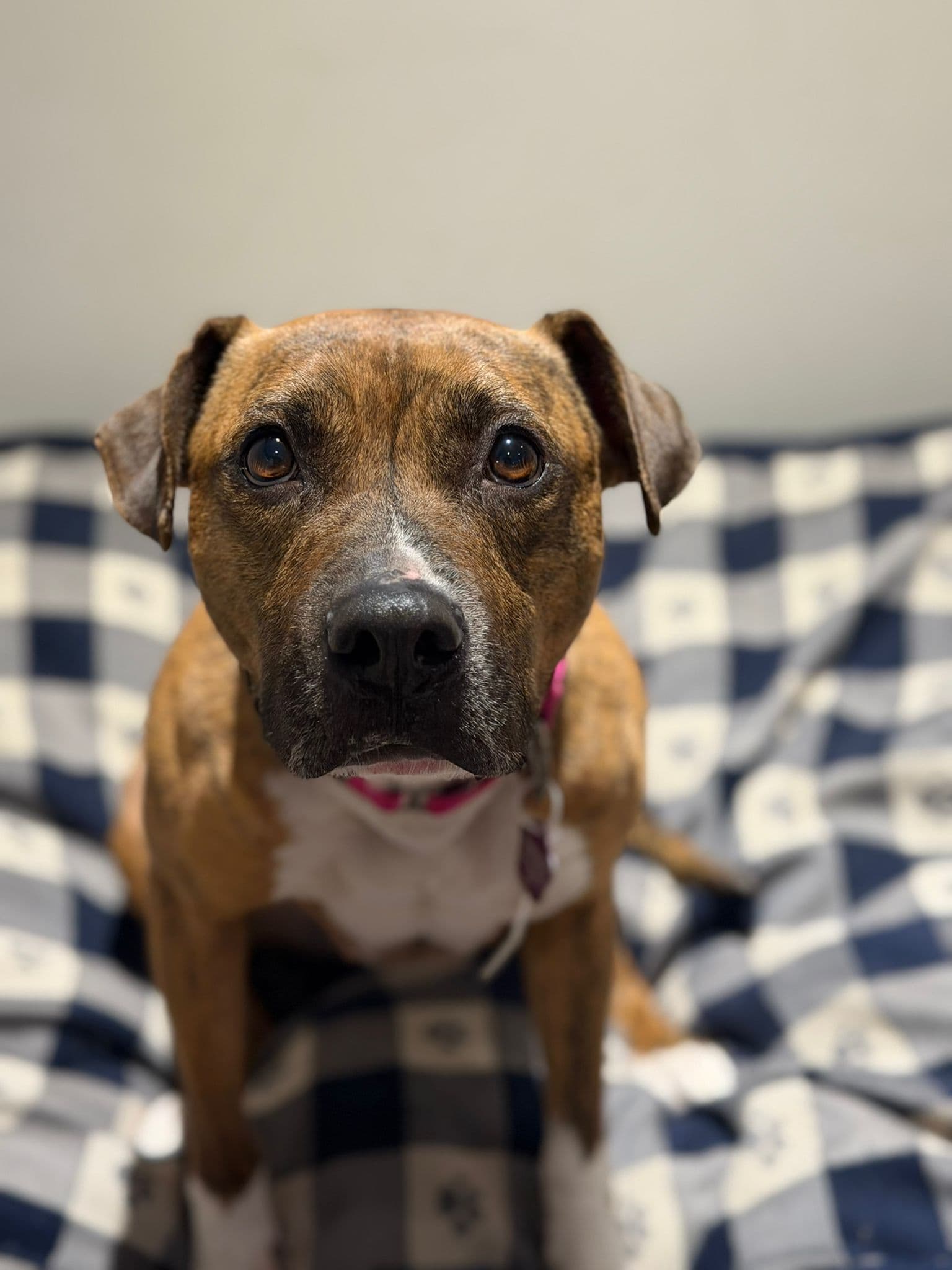 Teapot - Mixed Breed available for adoption at Redemption Paws in Toronto (1 of 3)