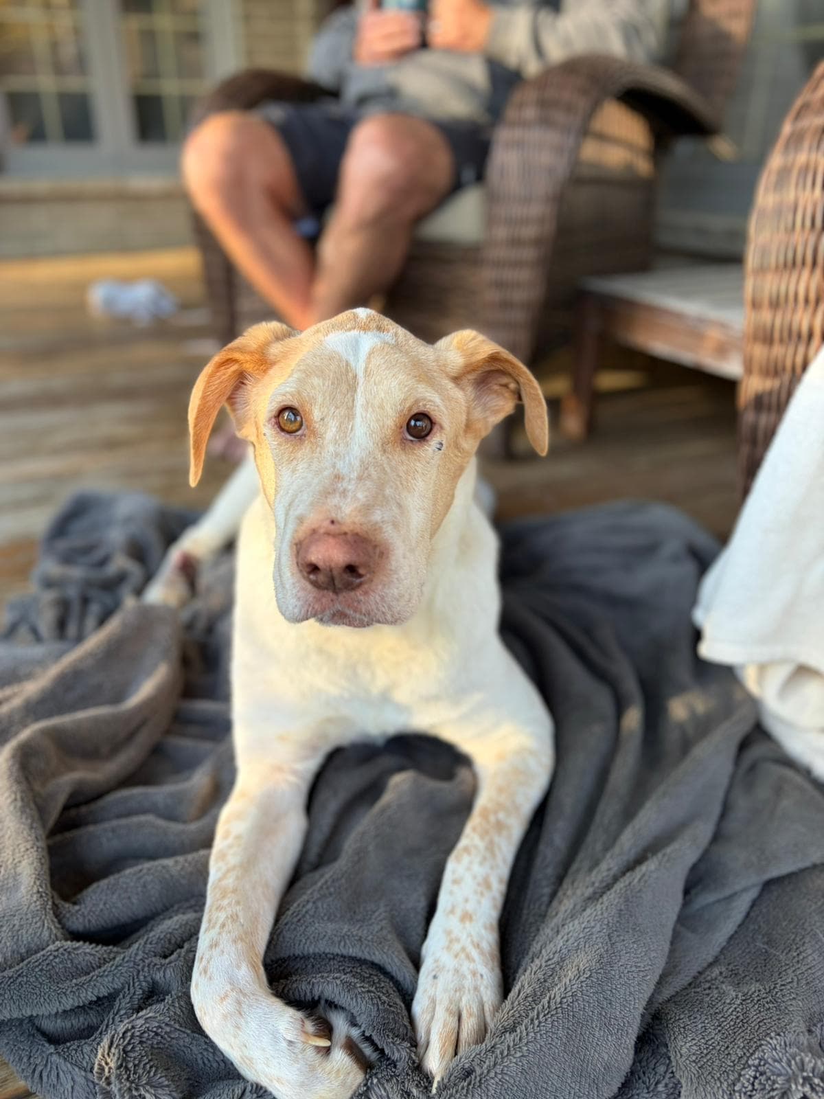 Thaddeus - Mixed Breed available for adoption at Redemption Paws in Toronto (1 of 2)