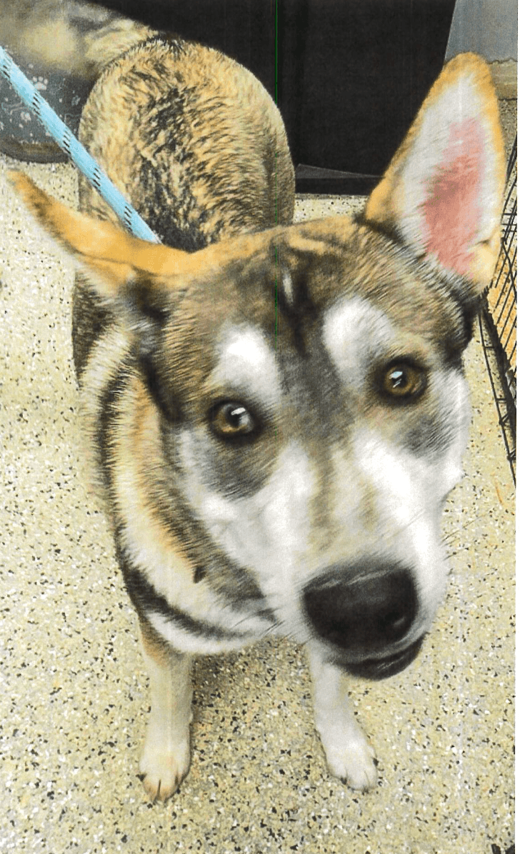 Sneaky Dees - Mixed Breed available for adoption at Redemption Paws in Toronto