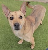 Turin - Mixed Breed available for adoption at Redemption Paws in Toronto