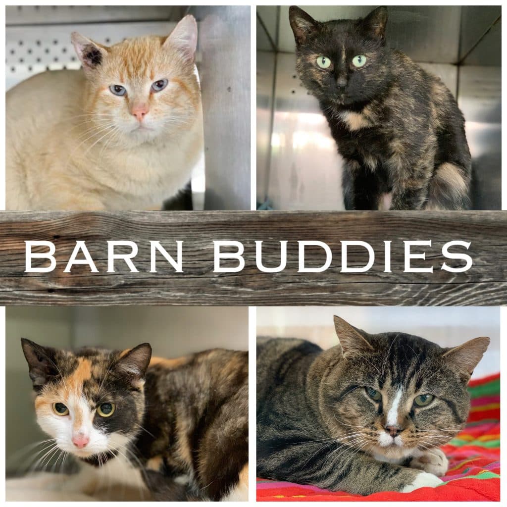 Barn Cats - Mixed cat available for adoption in Calgary