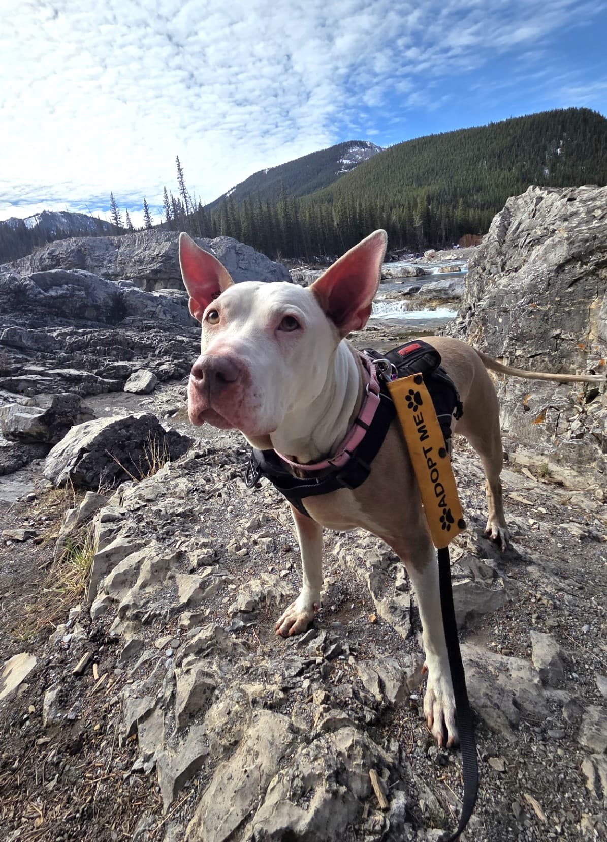 Rousey - Mixed available for adoption at Cochrane Humane Society in Calgary