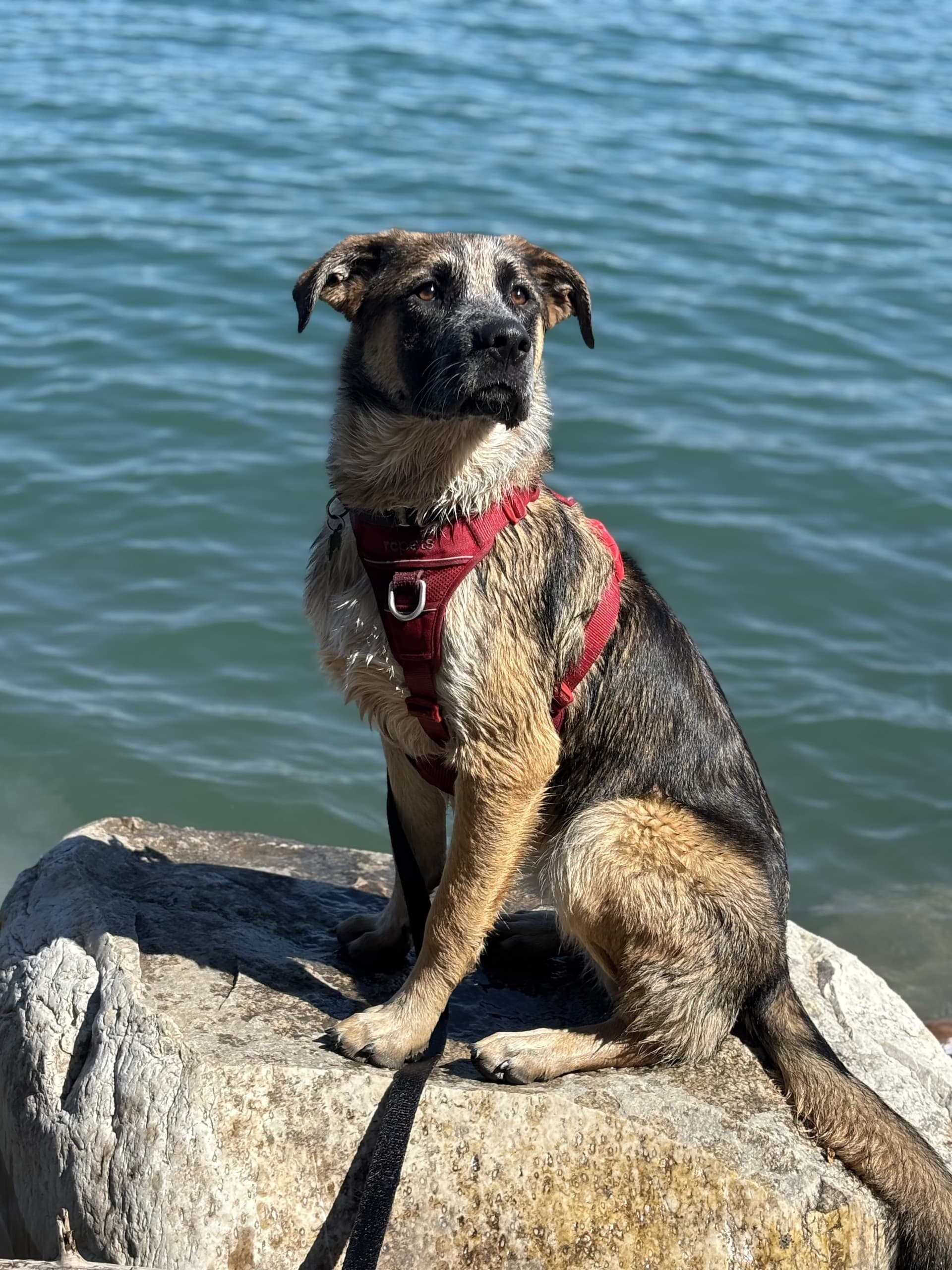 Reba - Mixed available for adoption at Cochrane Humane Society in Calgary