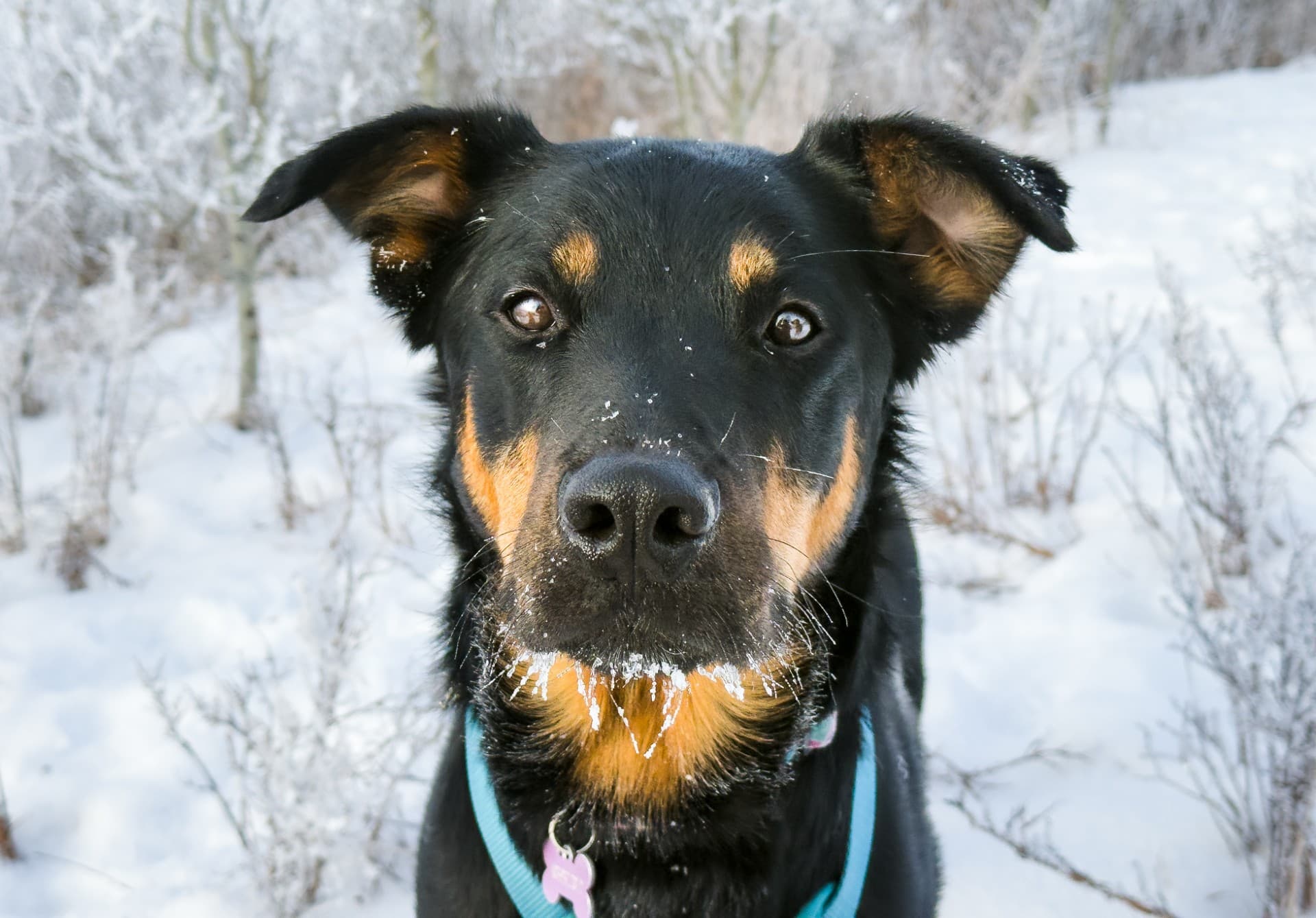 Simon - Mixed available for adoption at Cochrane Humane Society in Calgary