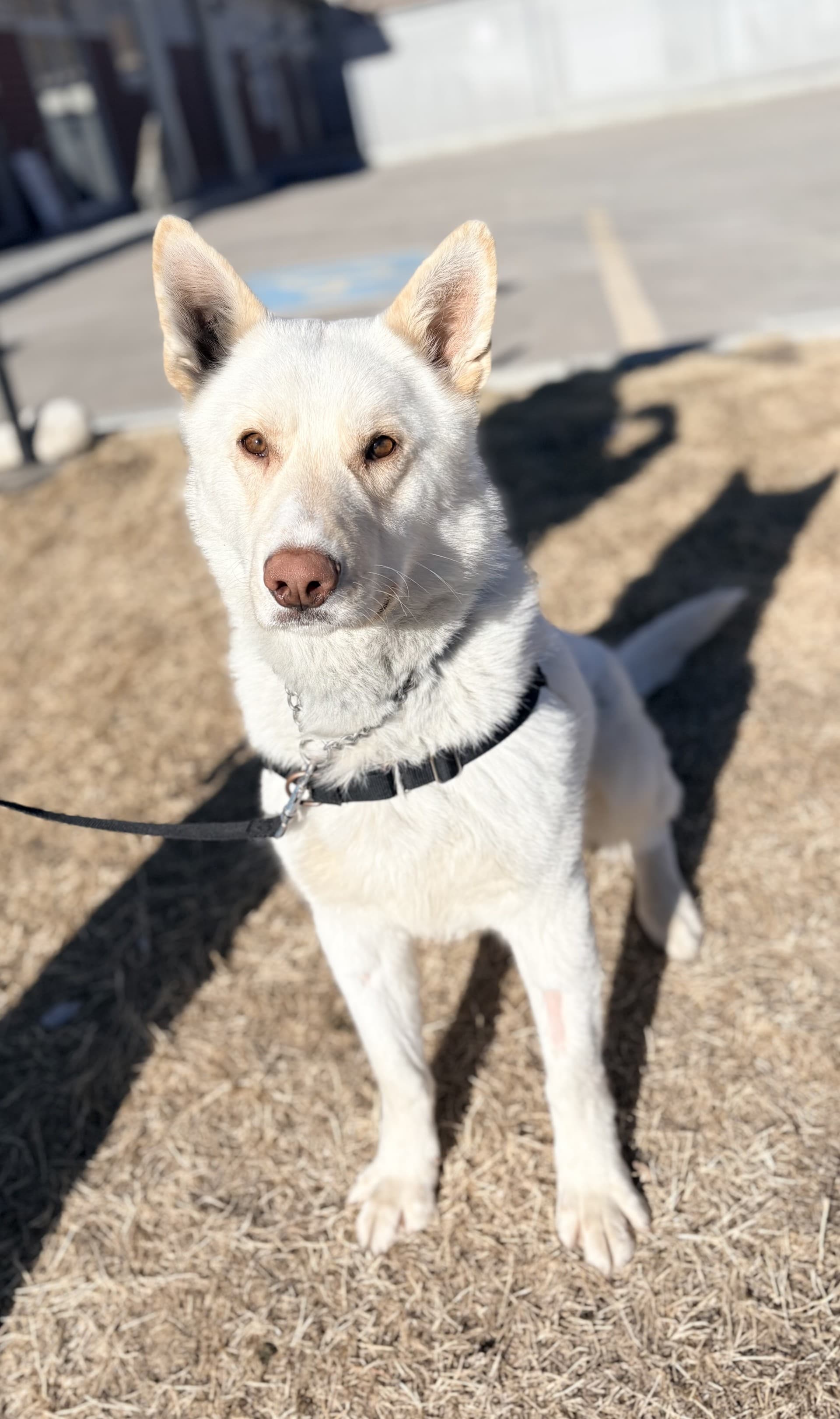 Tazo - Mixed available for adoption at Cochrane Humane Society in Calgary