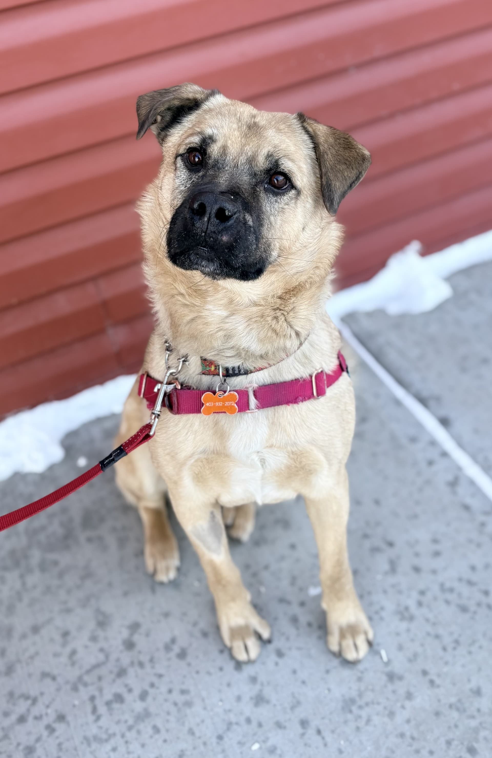 Blade - Mixed available for adoption in Calgary