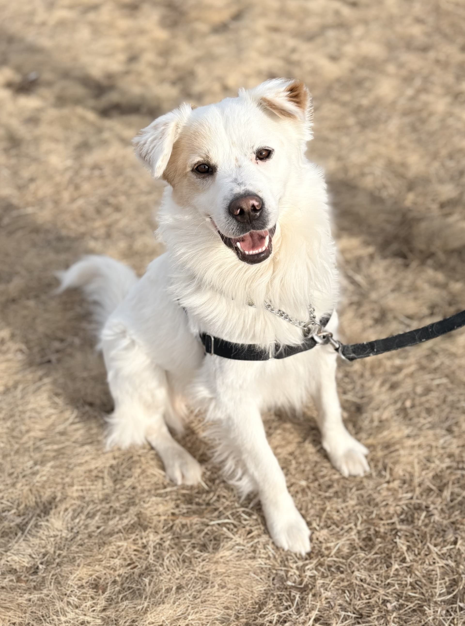 Beau - Mixed available for adoption in Calgary