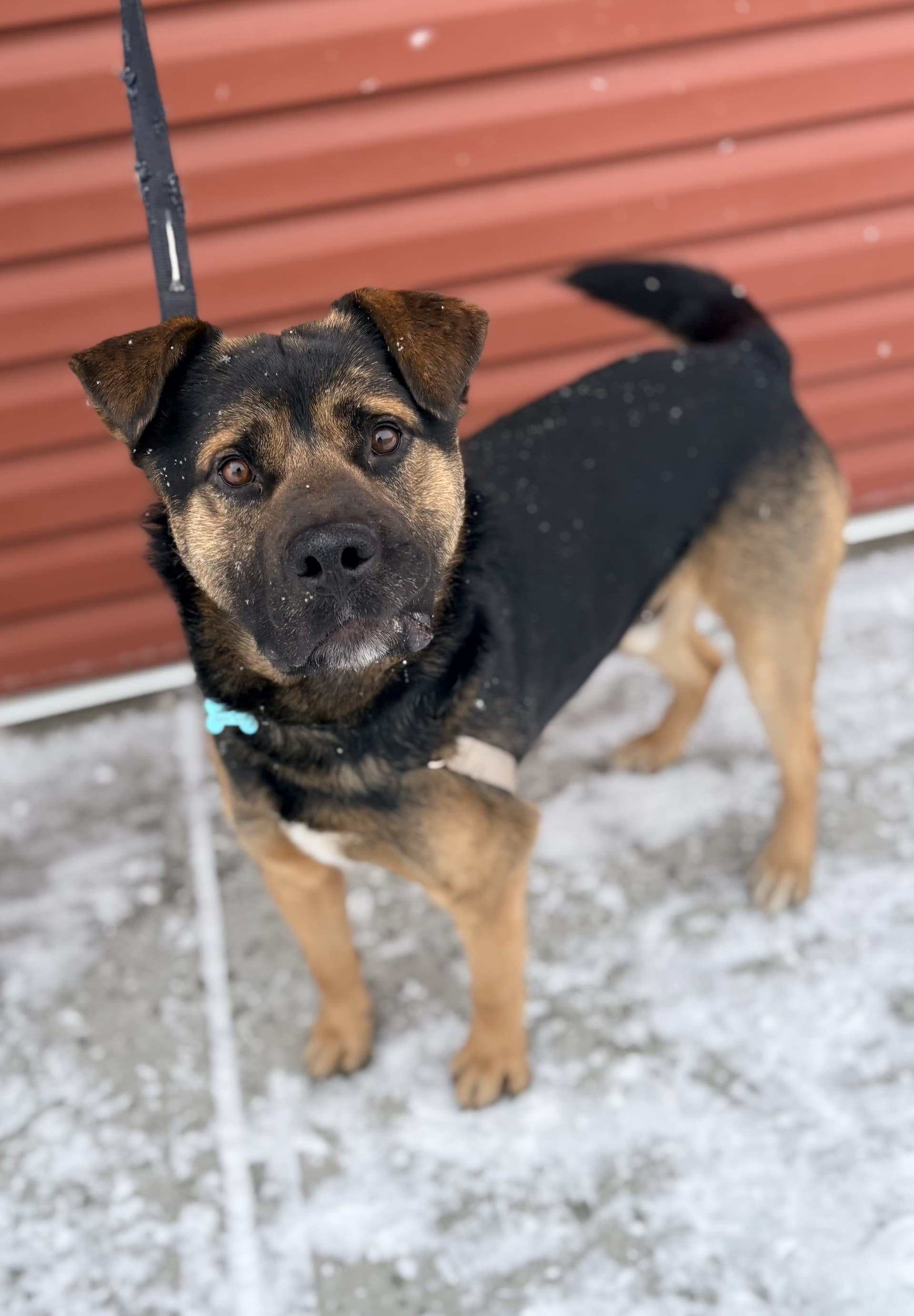 Romeo - Mixed available for adoption at Cochrane Humane Society in Calgary