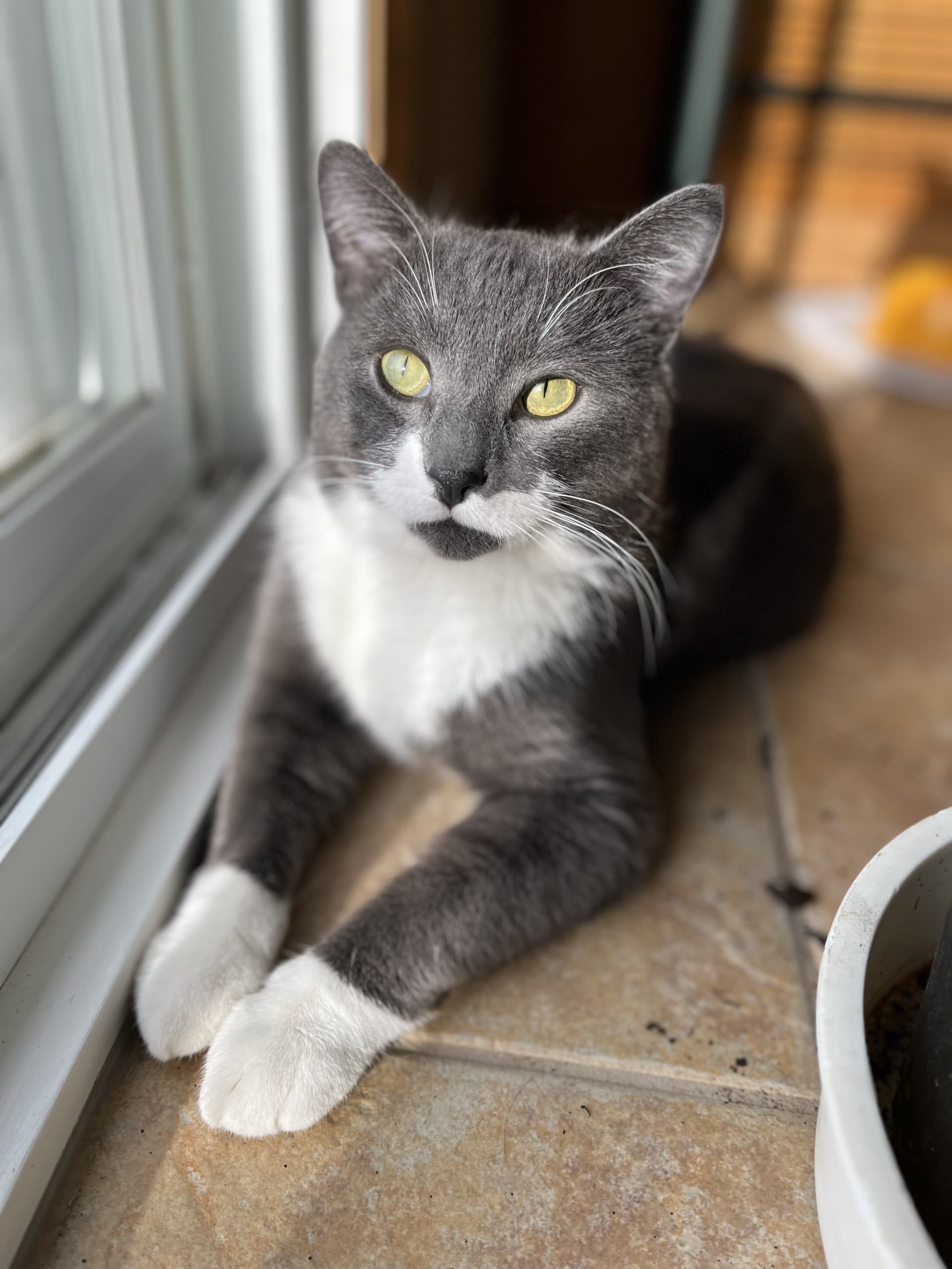 Spork - DSH cat available for adoption at Cochrane Humane Society in Calgary