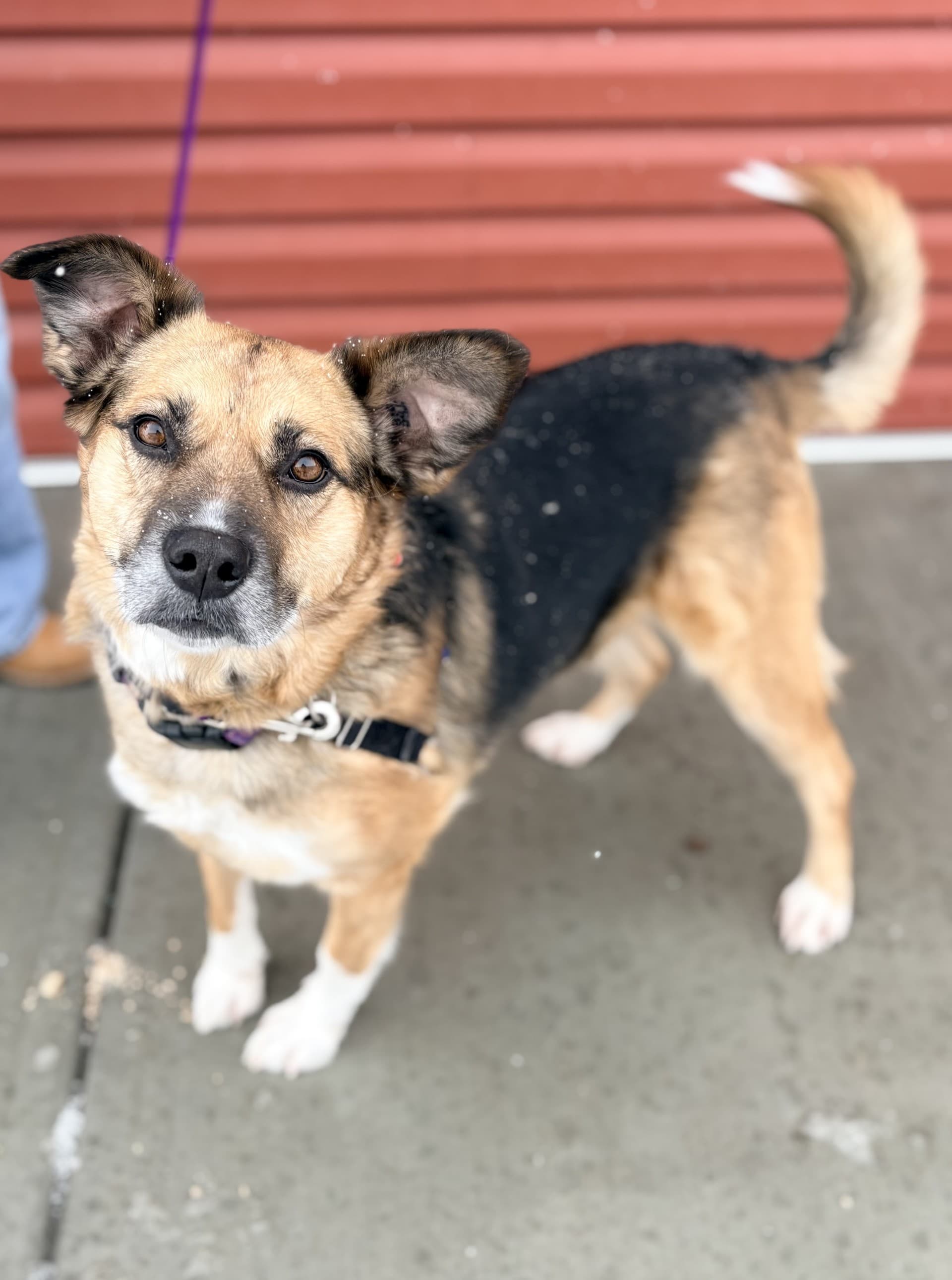 Millie - Mixed available for adoption in Calgary