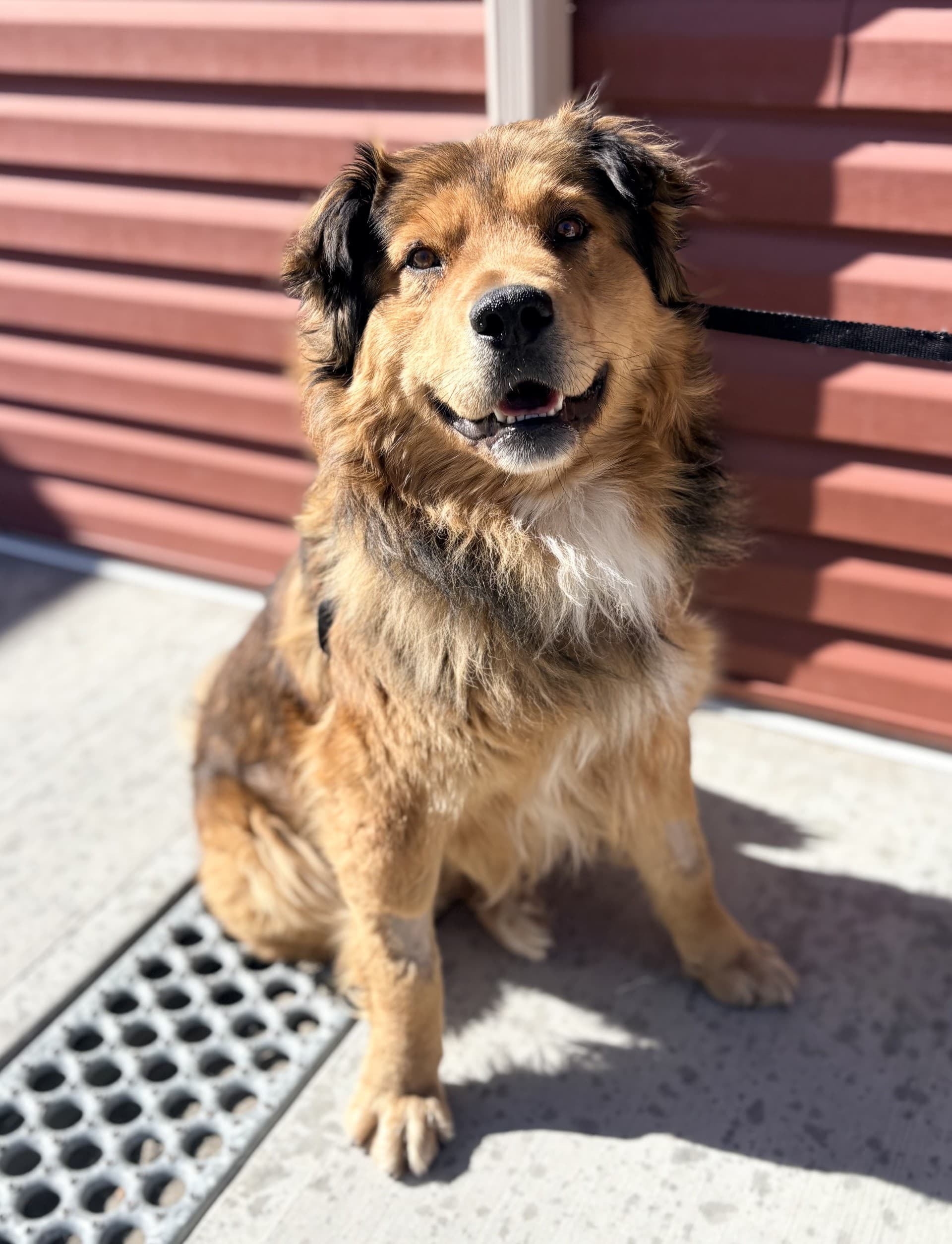 Milton - Mixed available for adoption at Cochrane Humane Society in Calgary