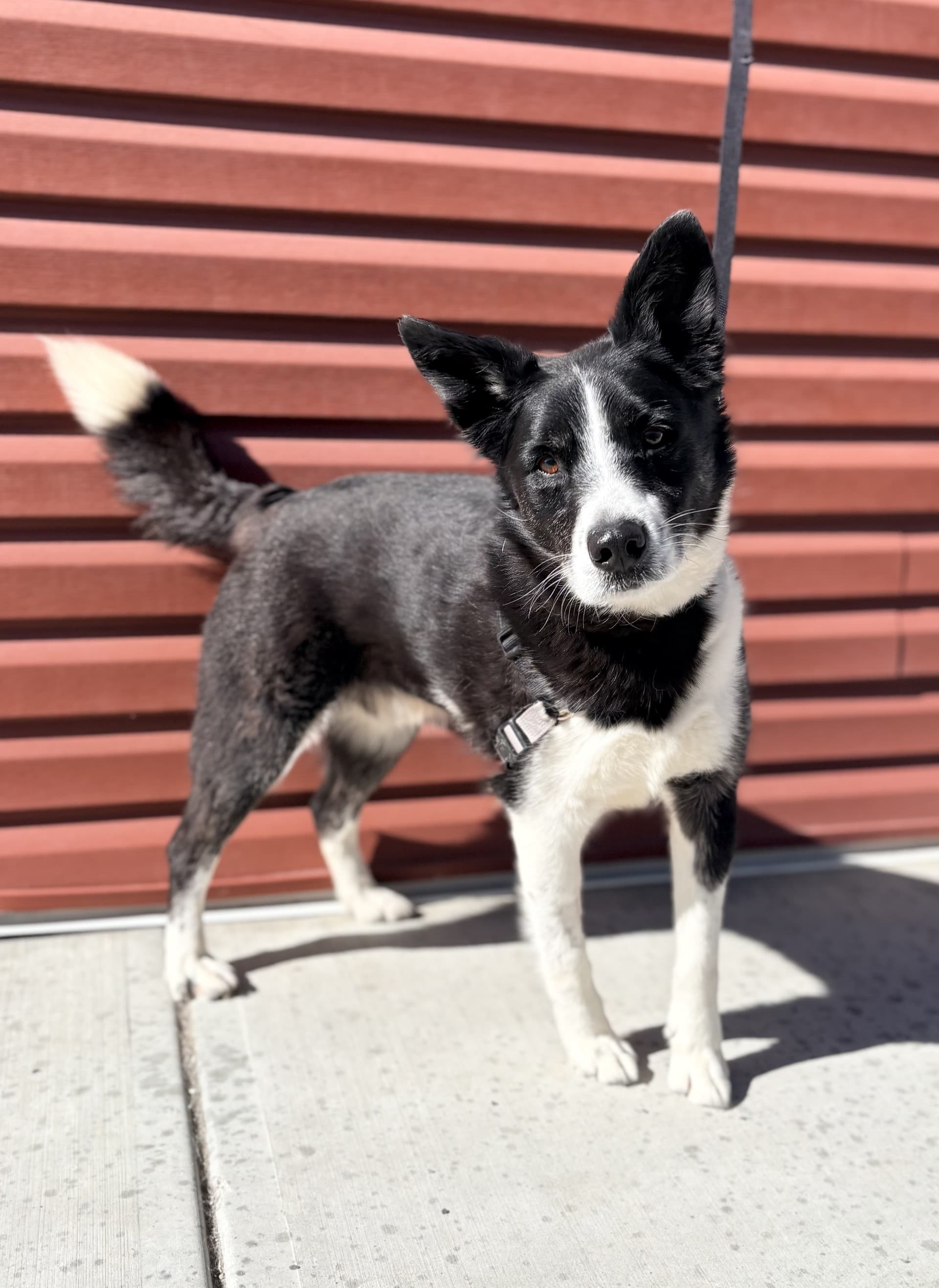 Spade - Mixed available for adoption at Cochrane Humane Society in Calgary
