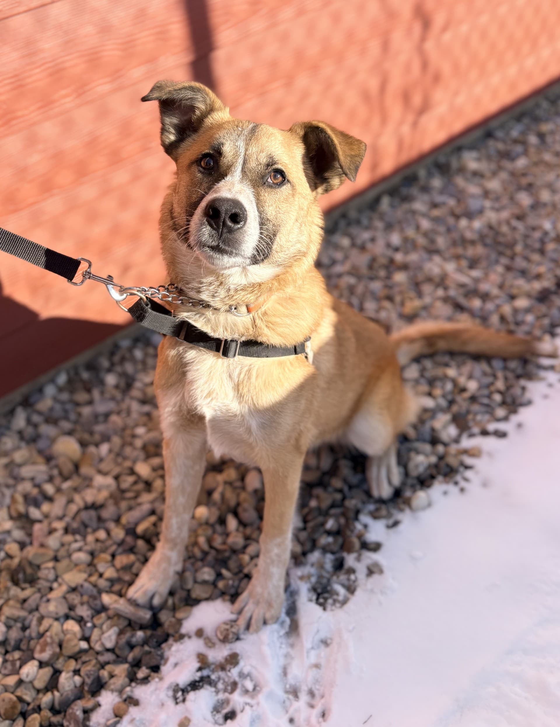 Ollie - Mixed available for adoption at Cochrane Humane Society in Calgary