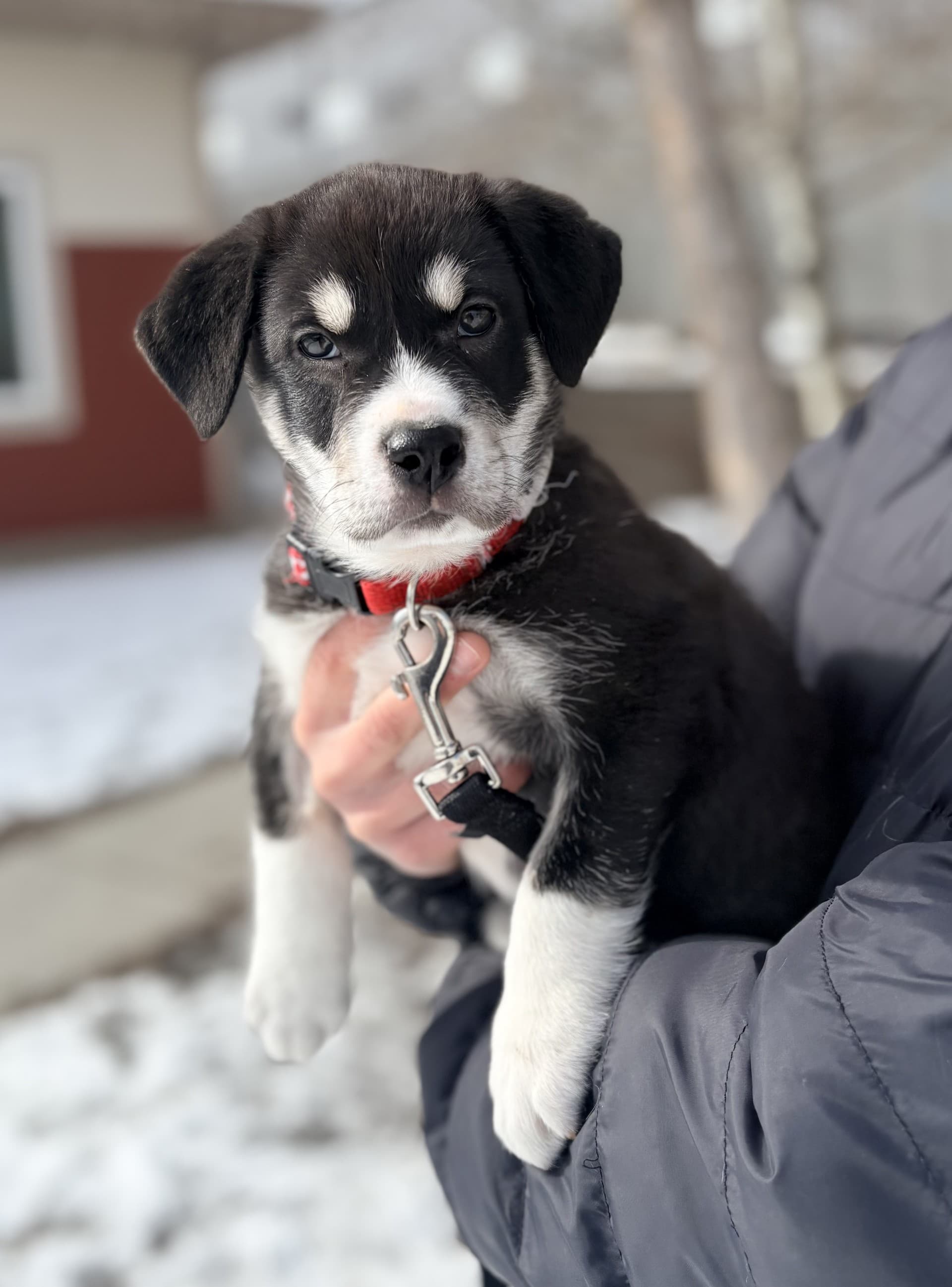 Winston - Mixed available for adoption at Cochrane Humane Society in Calgary