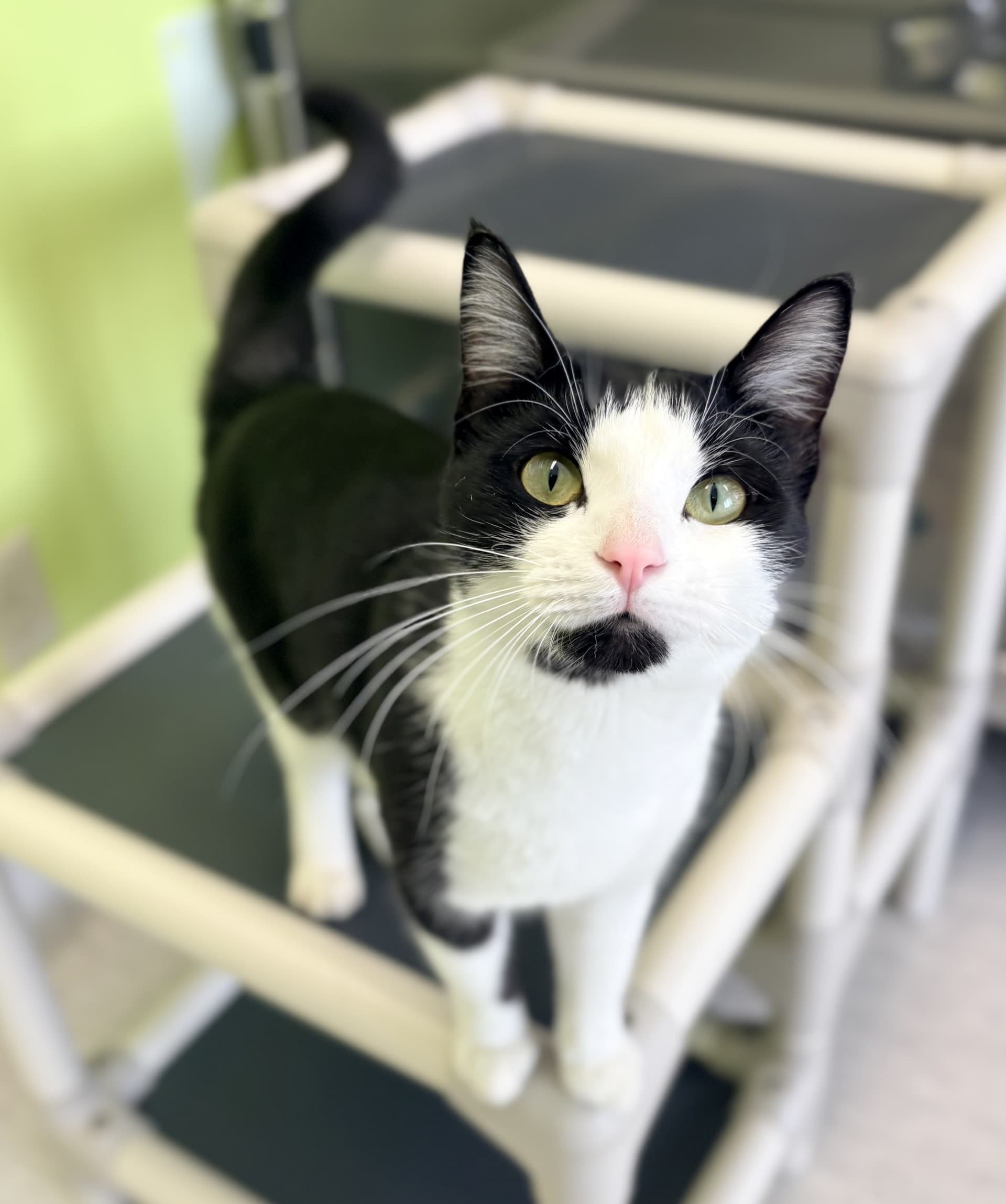 Hiroshi - DSH cat available for adoption in Calgary