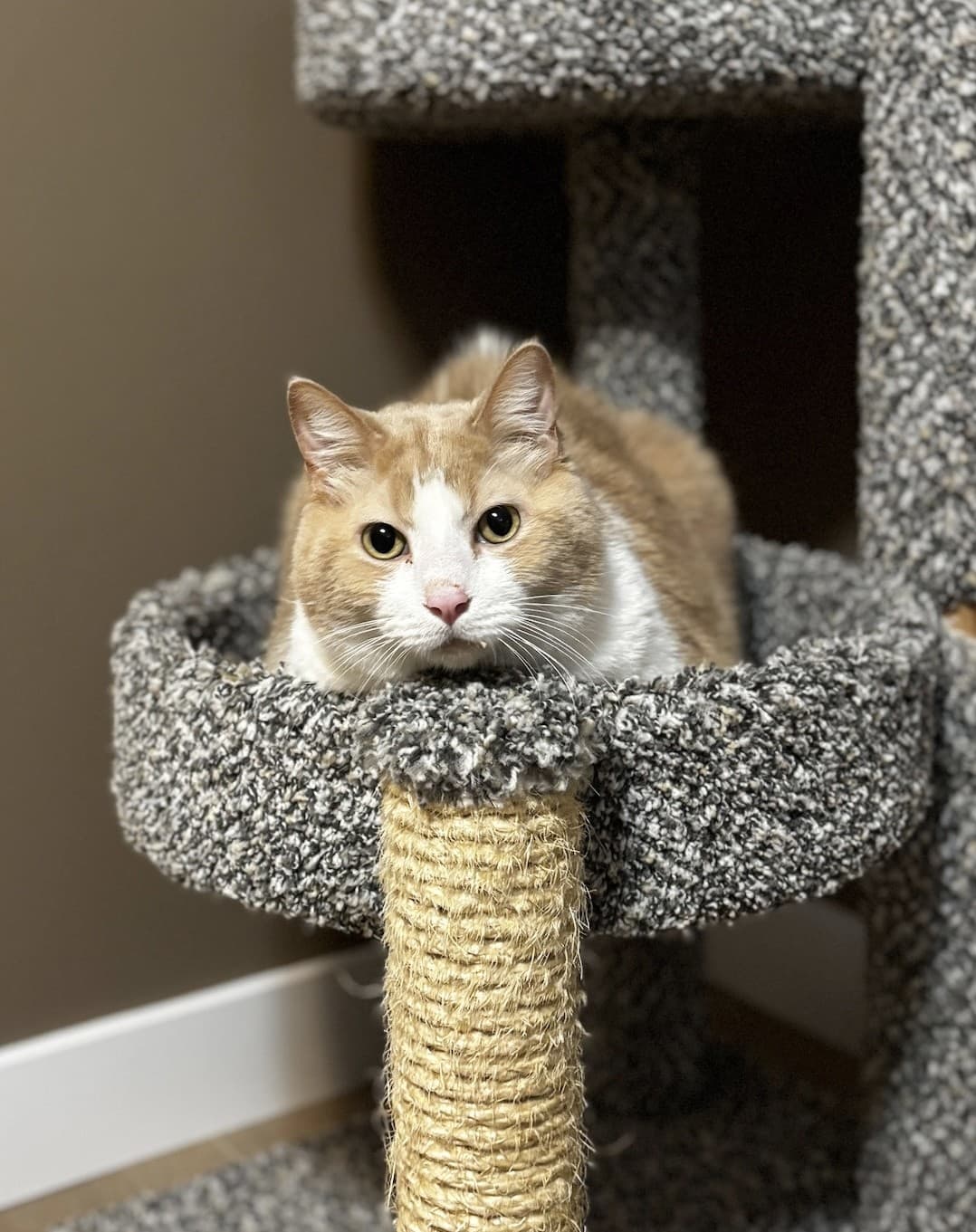 Darren - DSH cat available for adoption at Cochrane Humane Society in Calgary