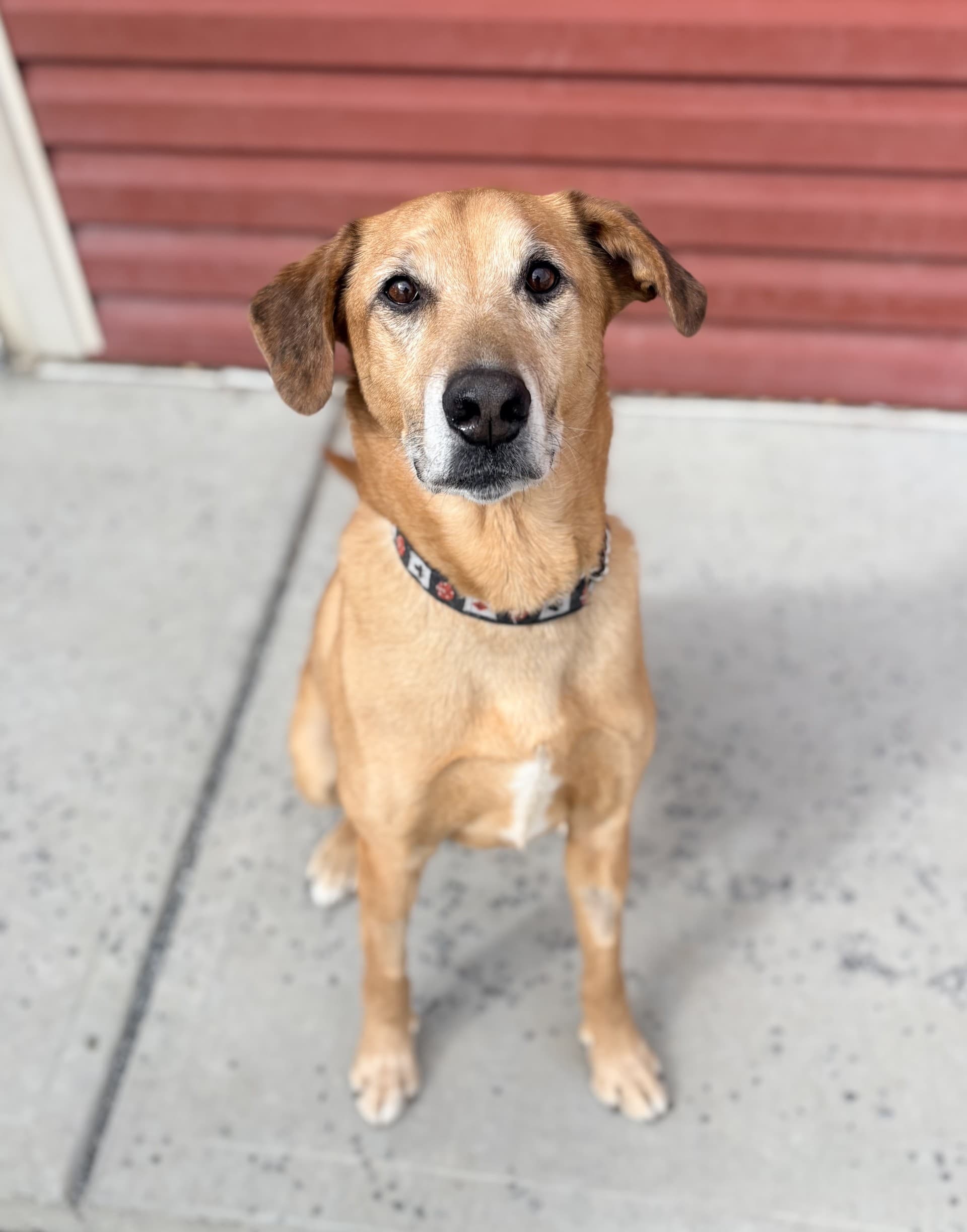 Marley - Mixed available for adoption at Cochrane Humane Society in Calgary