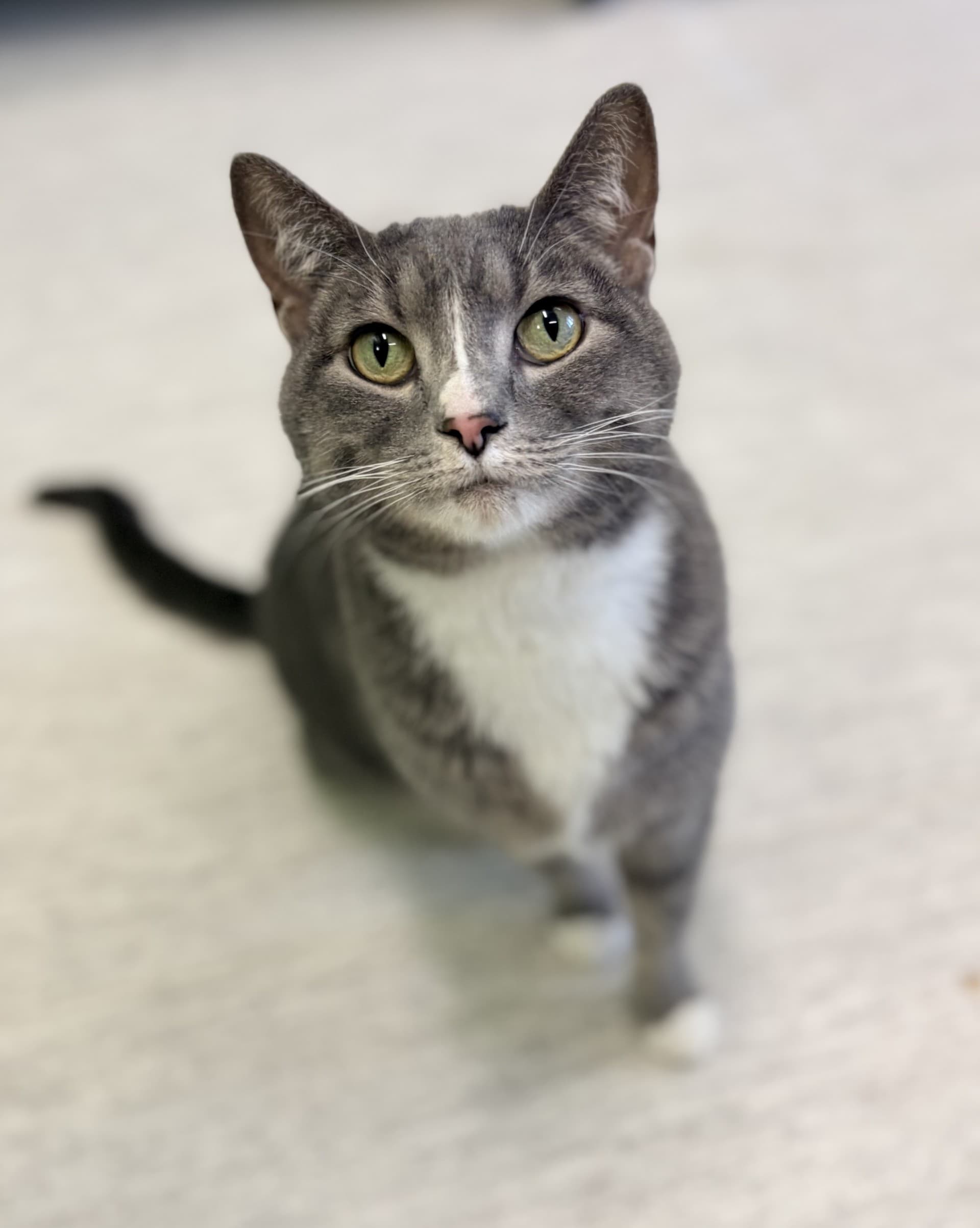 Luna - DSH cat available for adoption at Cochrane Humane Society in Calgary
