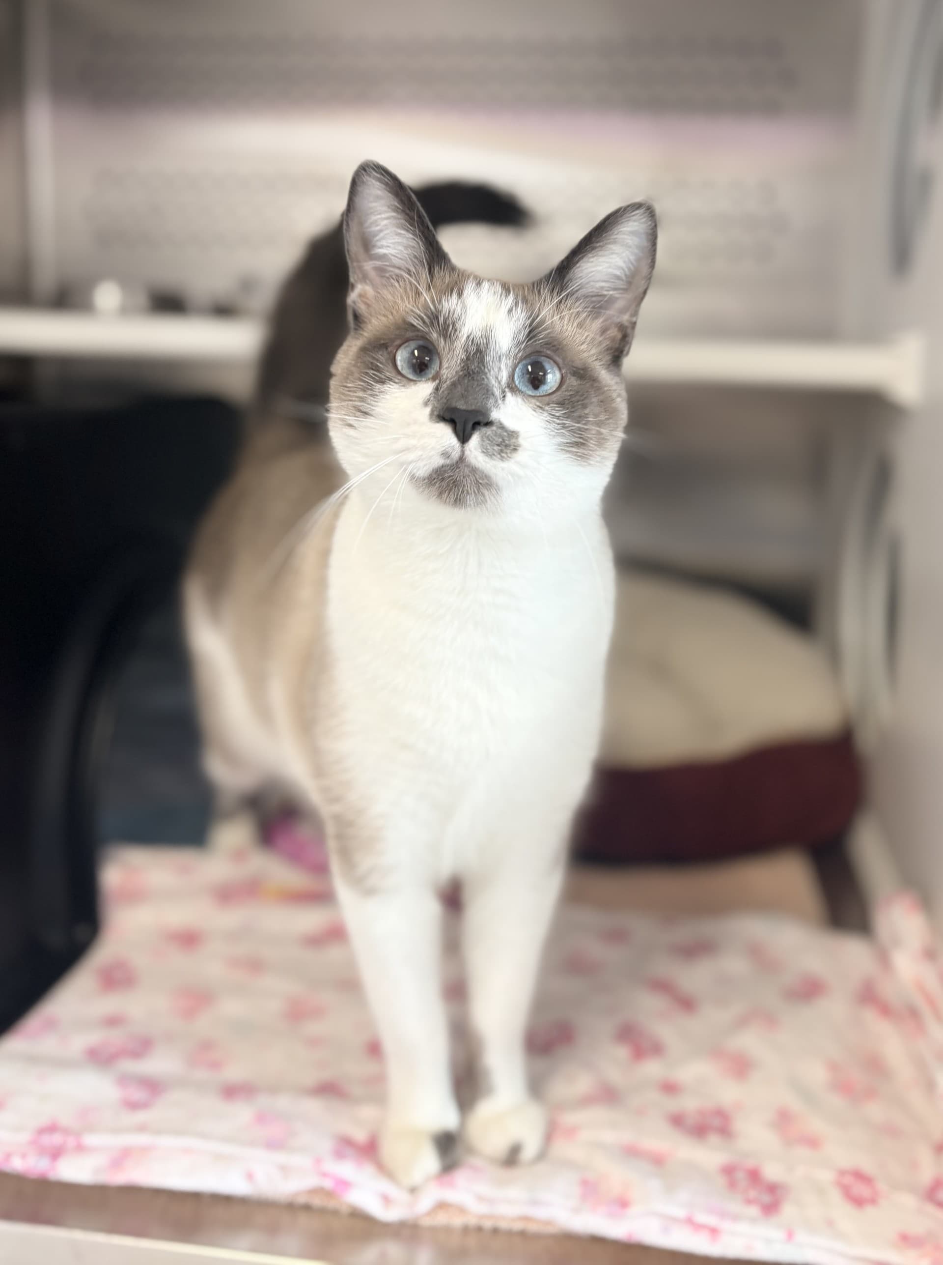Bexly - DSH cat available for adoption in Calgary