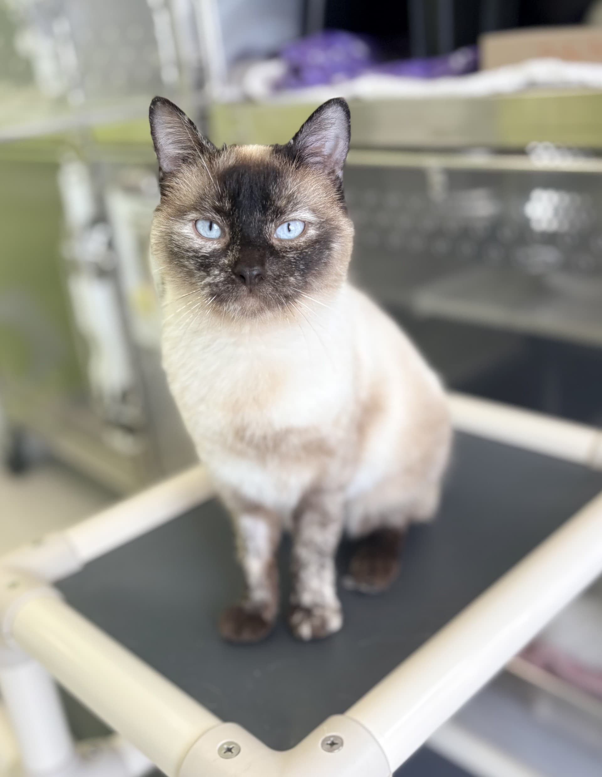 Potato - DSH cat available for adoption at Cochrane Humane Society in Calgary