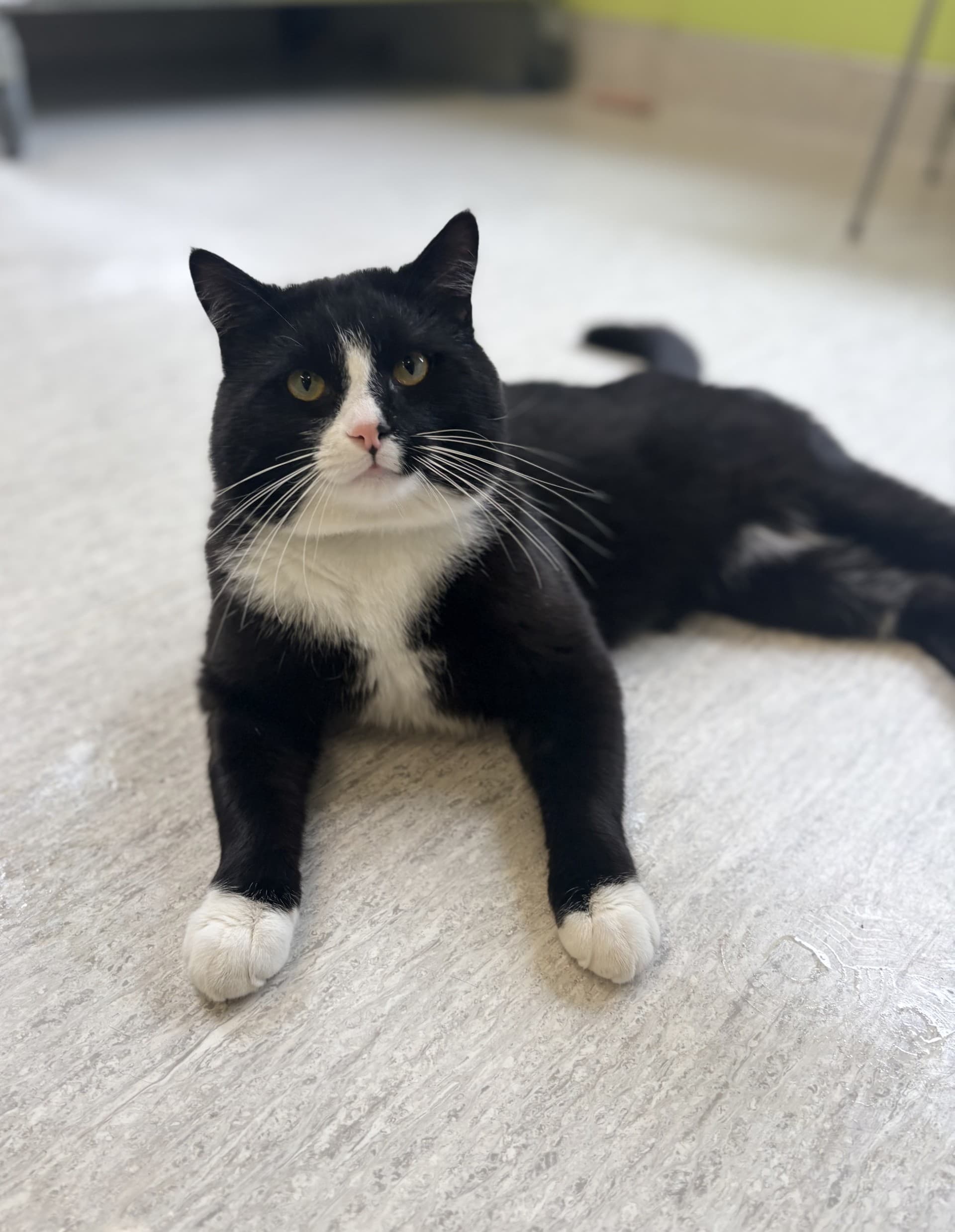 Bezzle - DSH cat available for adoption in Calgary
