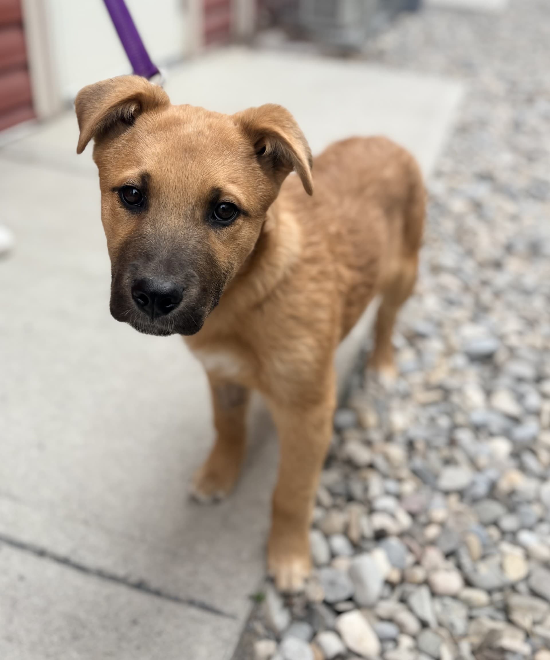 Eeyore - Mixed available for adoption at Cochrane Humane Society in Calgary