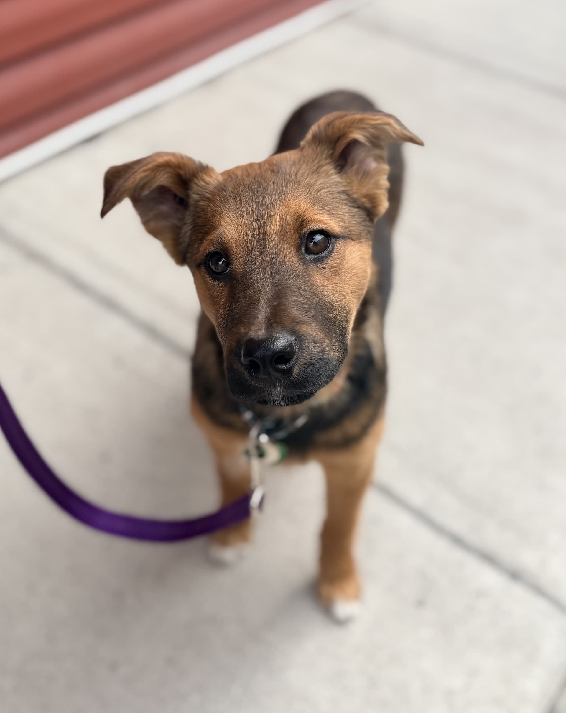 Roo - Mixed available for adoption at Cochrane Humane Society in Calgary