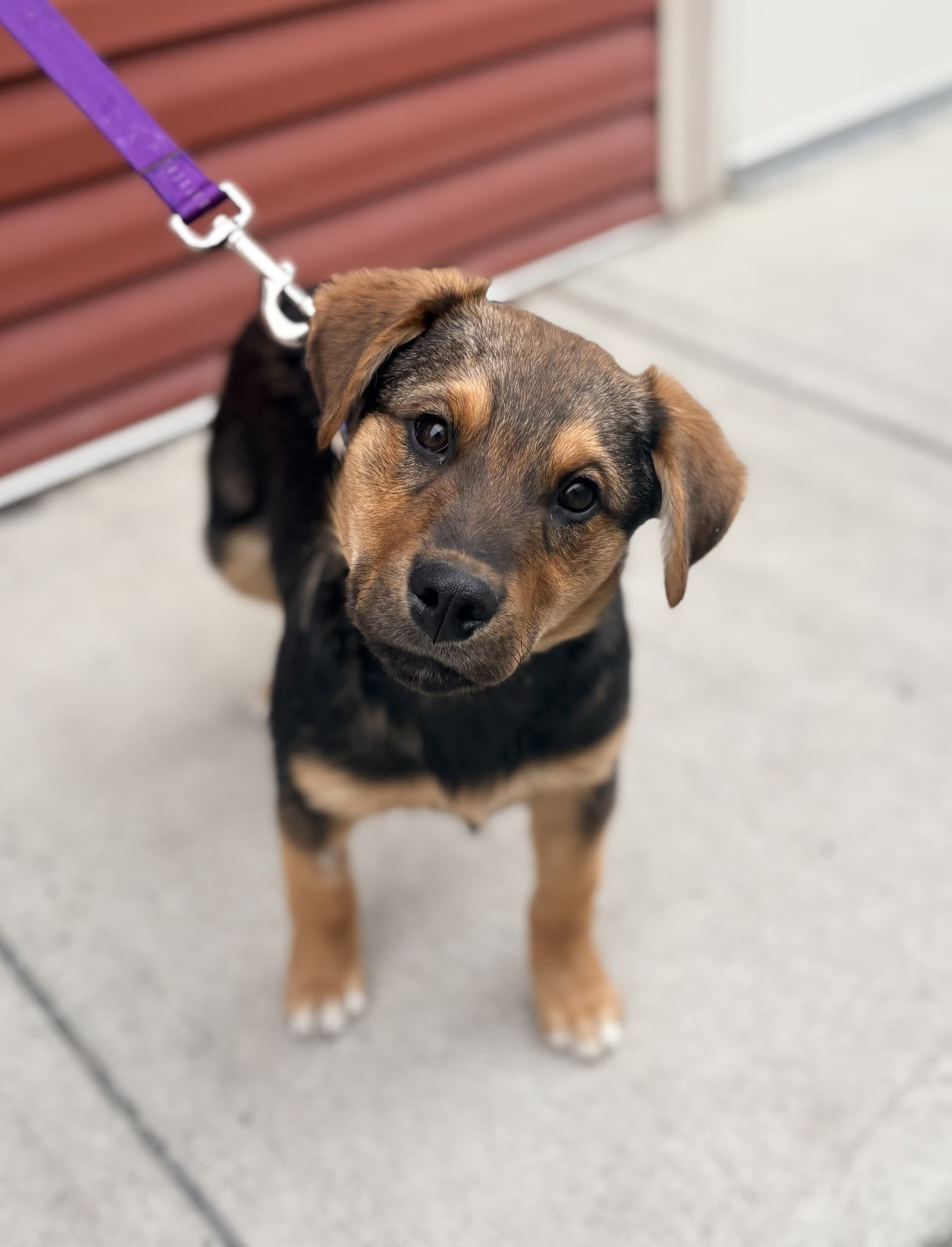 Tigger - Mixed available for adoption at Cochrane Humane Society in Calgary