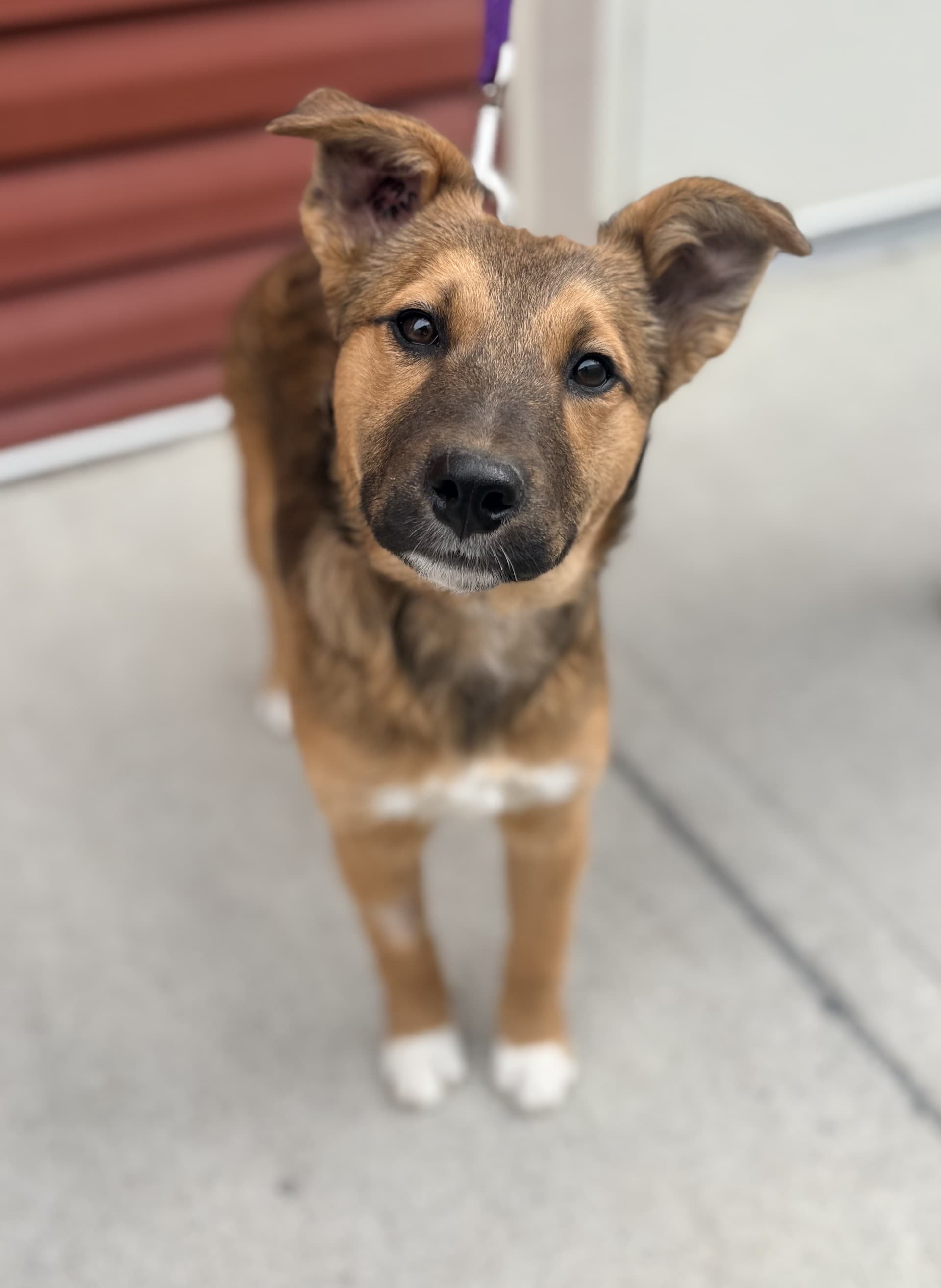 Kanga - Mixed available for adoption at Cochrane Humane Society in Calgary