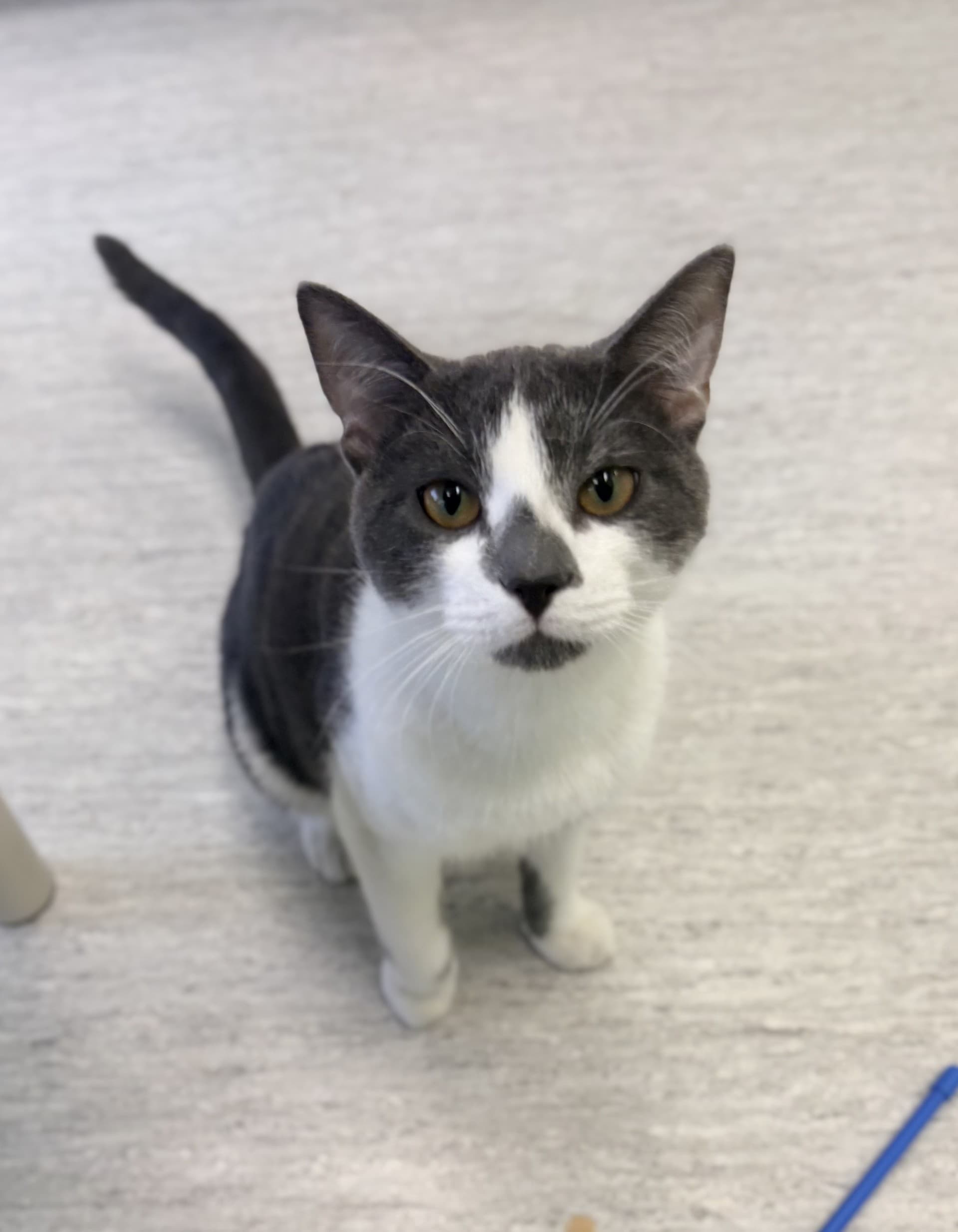 Daryl - DSH cat available for adoption in Calgary