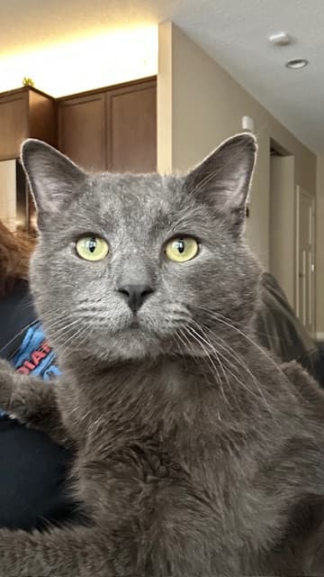 Sterling - DSH cat available for adoption at Cochrane Humane Society in Calgary