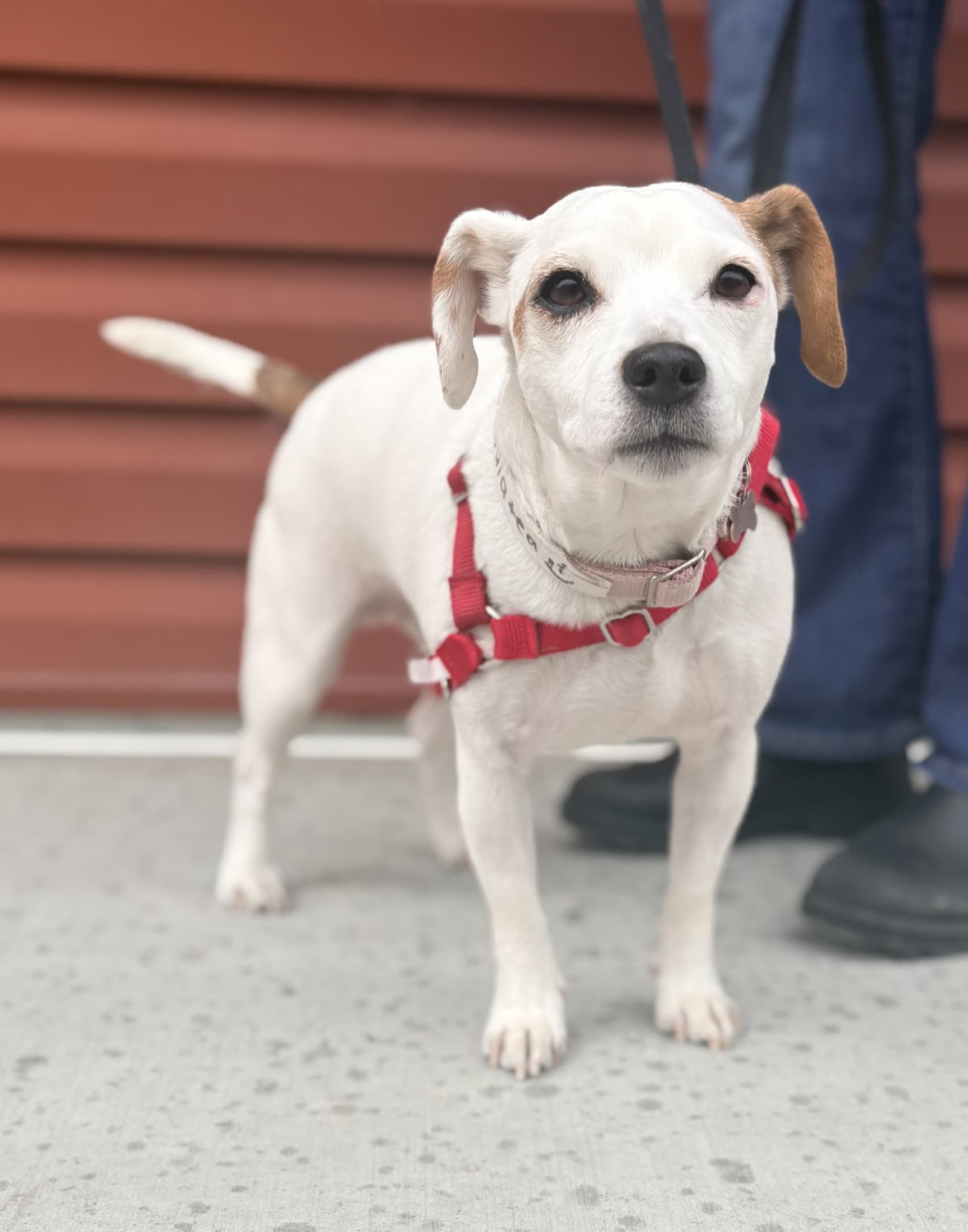 Galatea - Mixed available for adoption at Cochrane Humane Society in Calgary