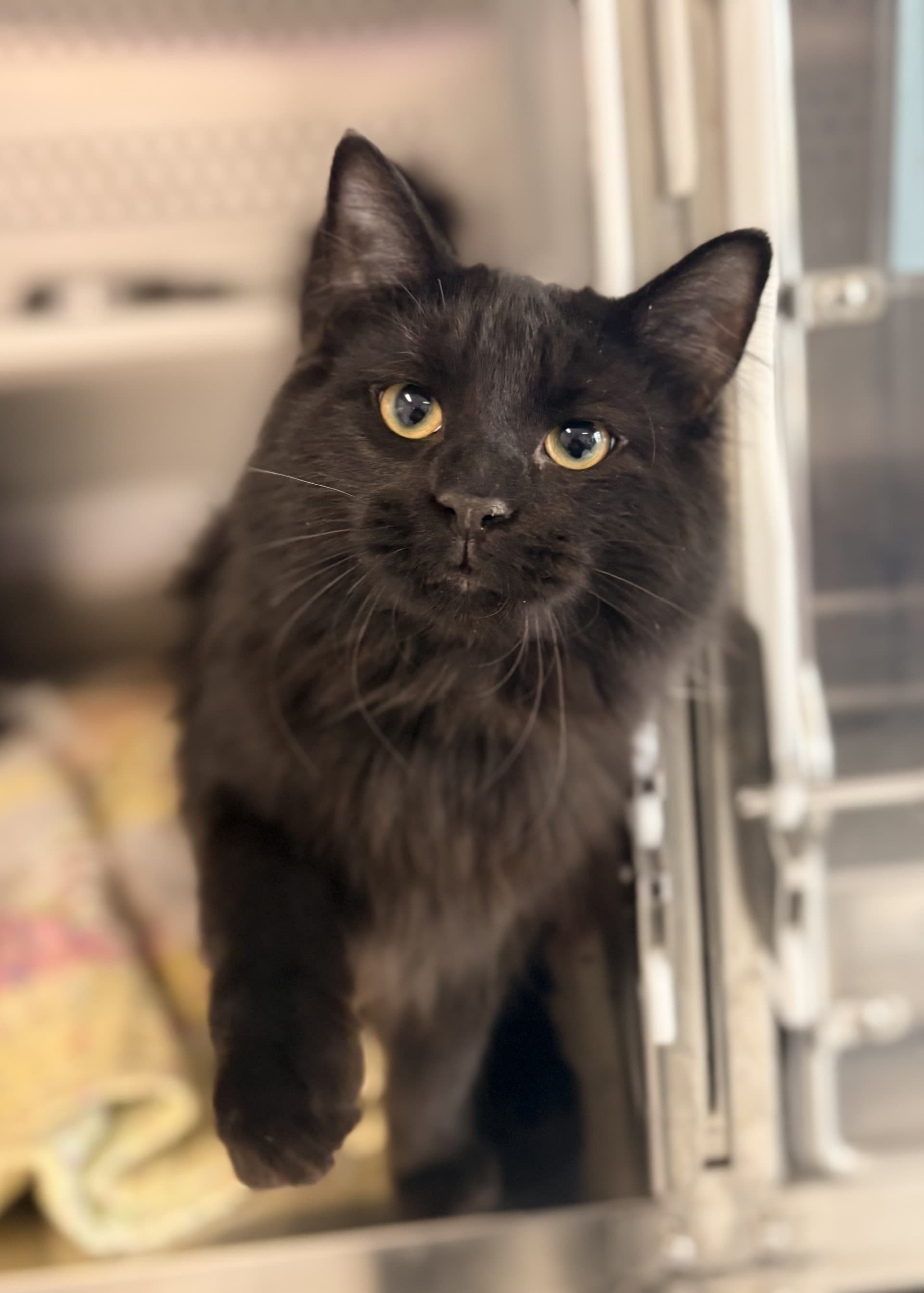 Fish - DMH cat available for adoption in Calgary