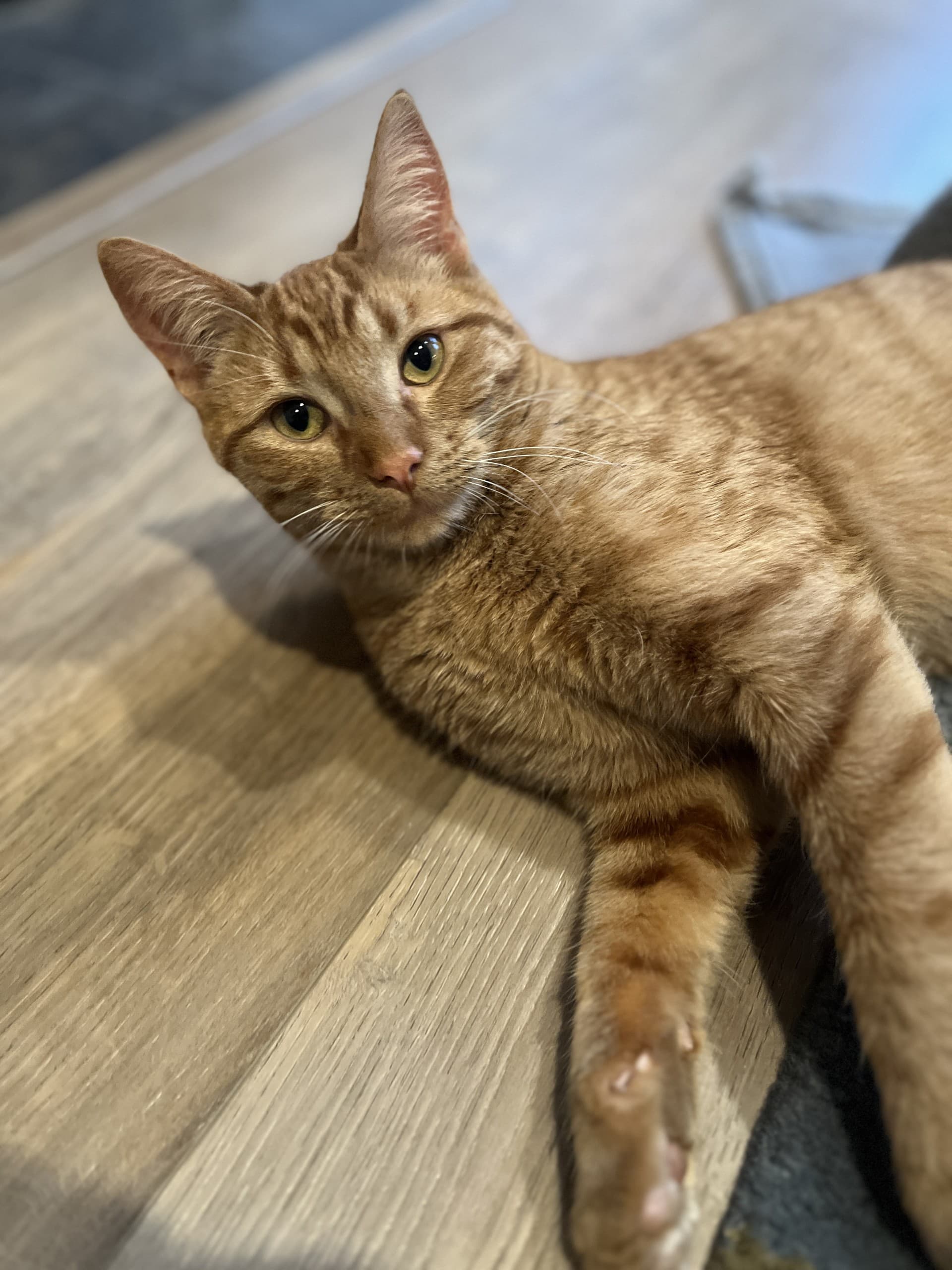 Candy - DSH cat available for adoption at Cochrane Humane Society in Calgary
