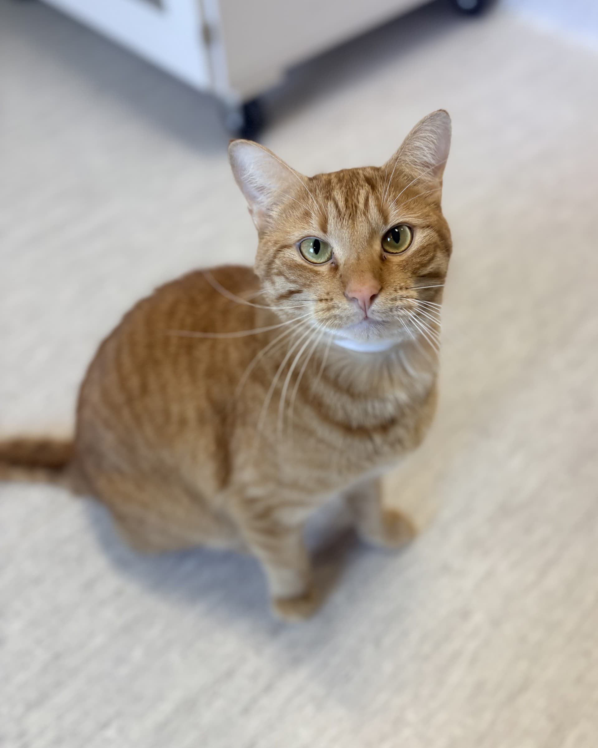 Burrito - DSH cat available for adoption at Cochrane Humane Society in Calgary