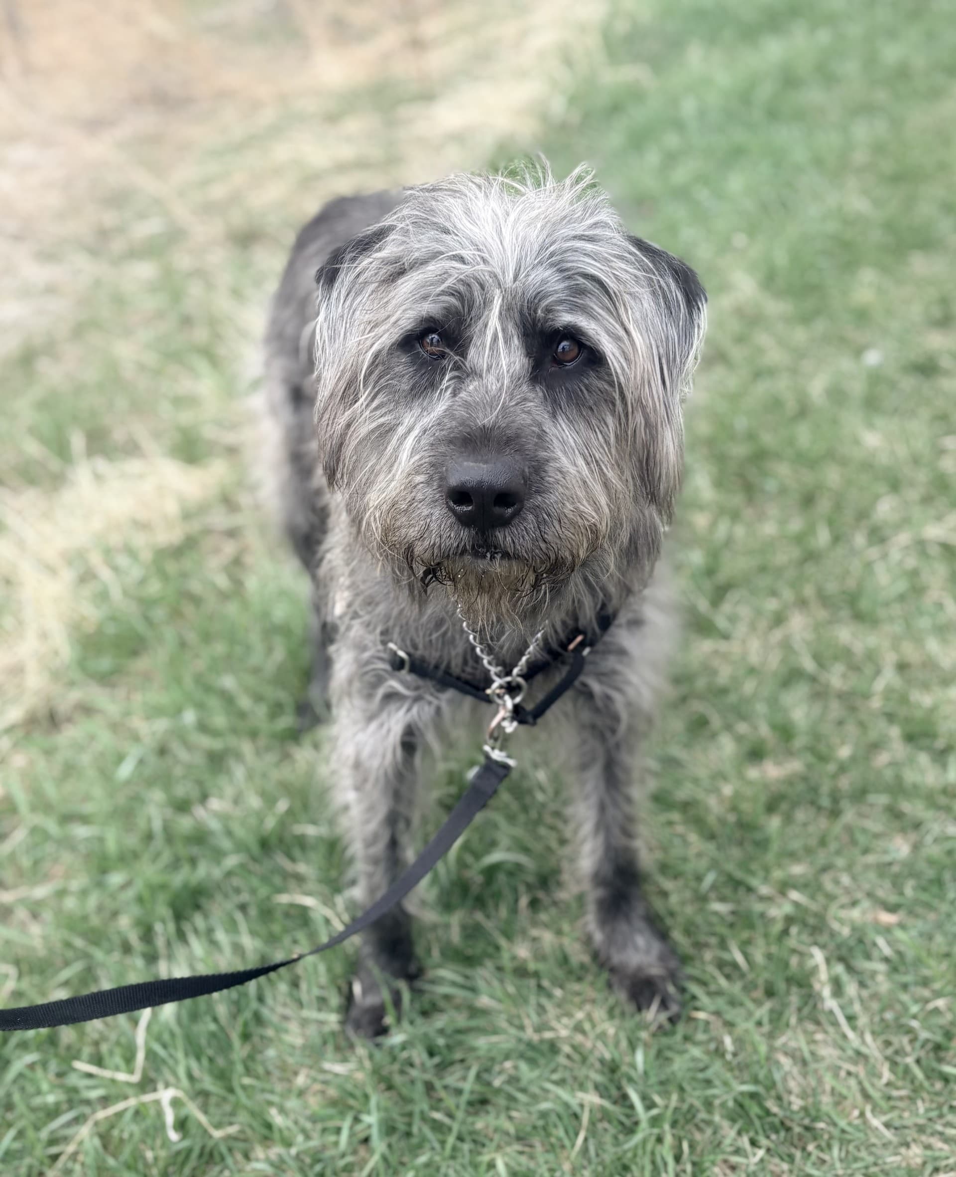 Ollie - Mixed available for adoption at Cochrane Humane Society in Calgary