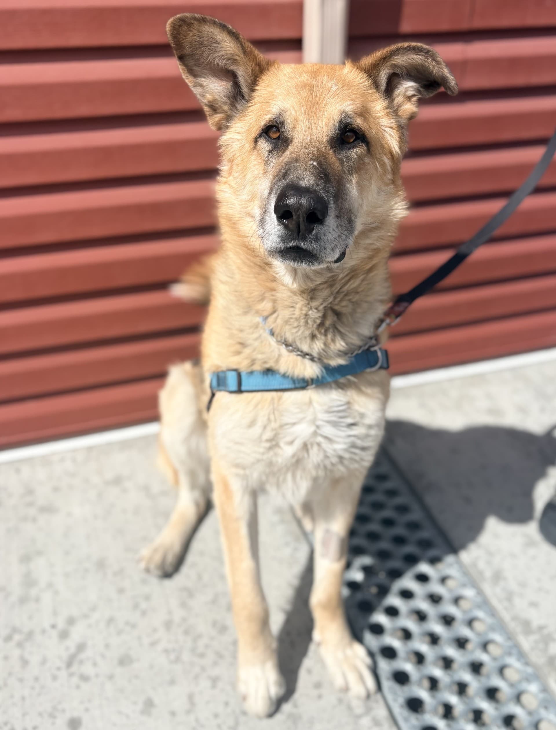 Jake - Mixed available for adoption at Cochrane Humane Society in Calgary